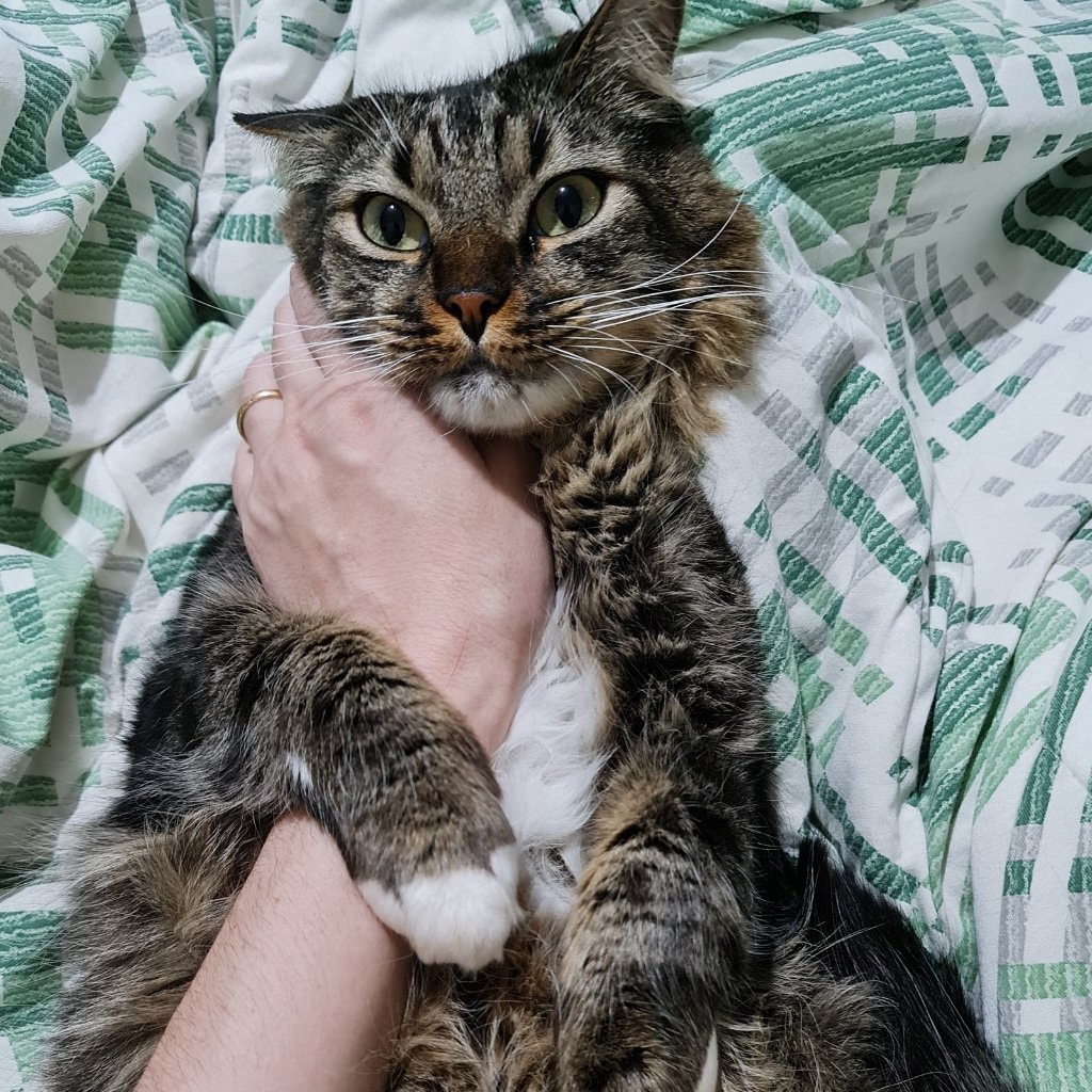 Mendigo