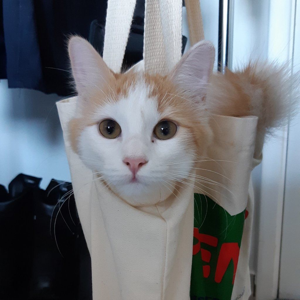 Pompom