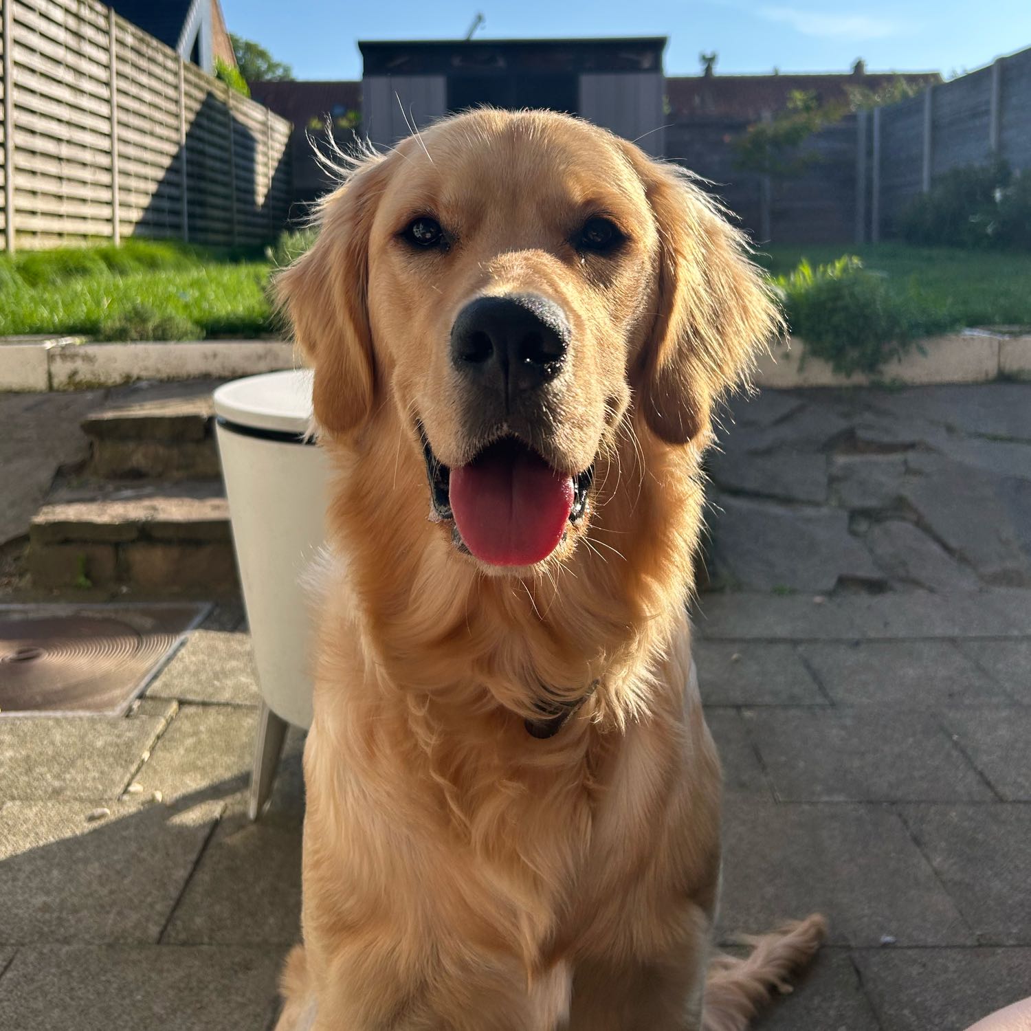 Alfie