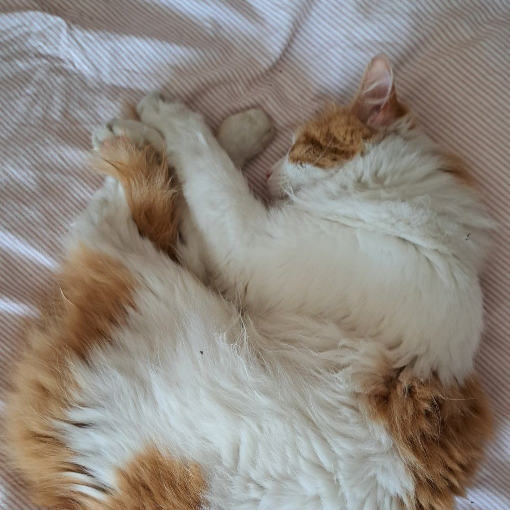Poes
