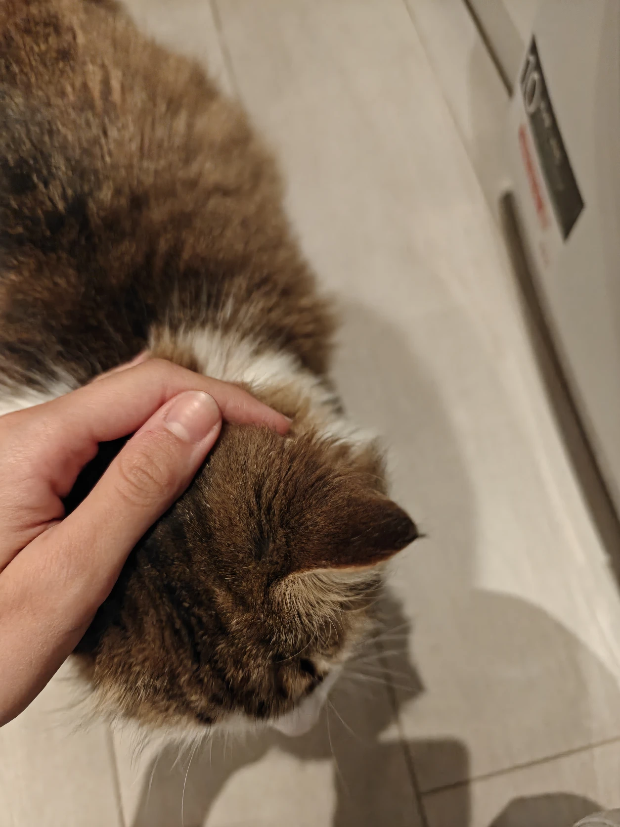 image-7
