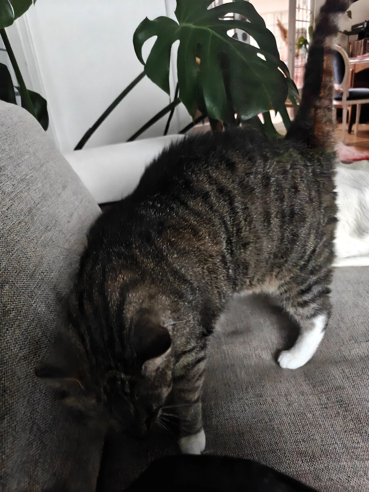 image-9