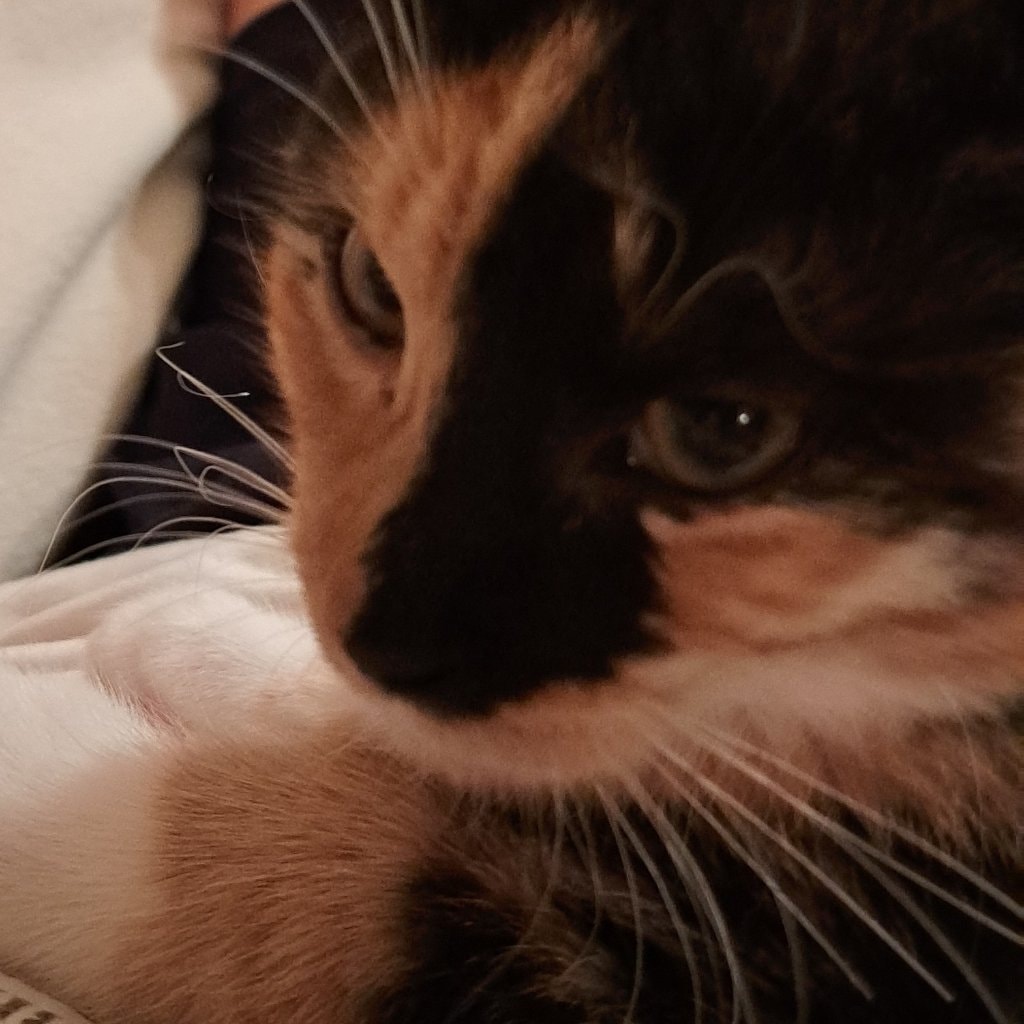Pippa