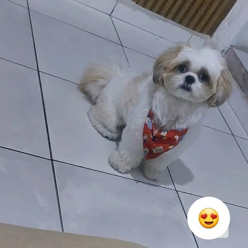 Floquinho