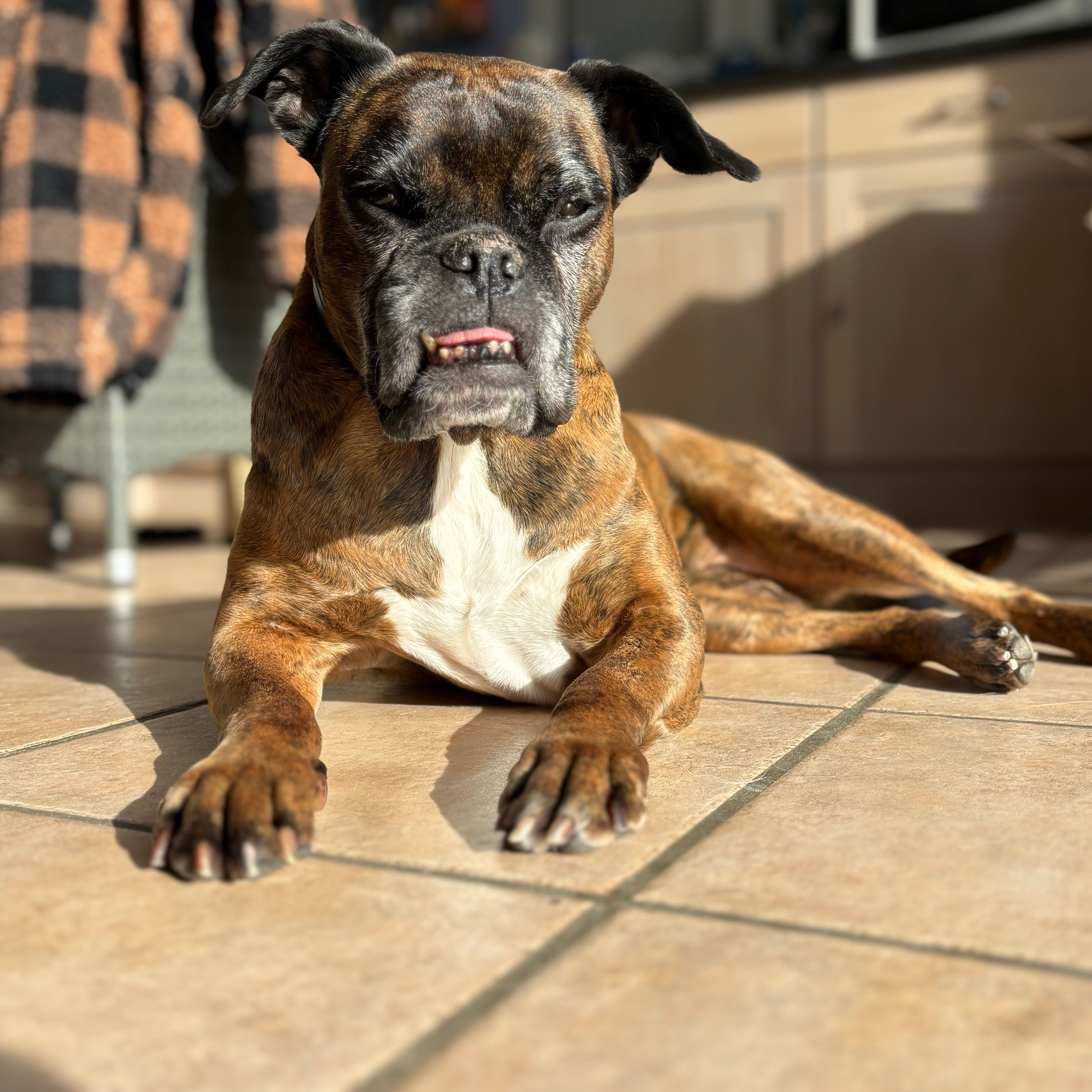 Dali