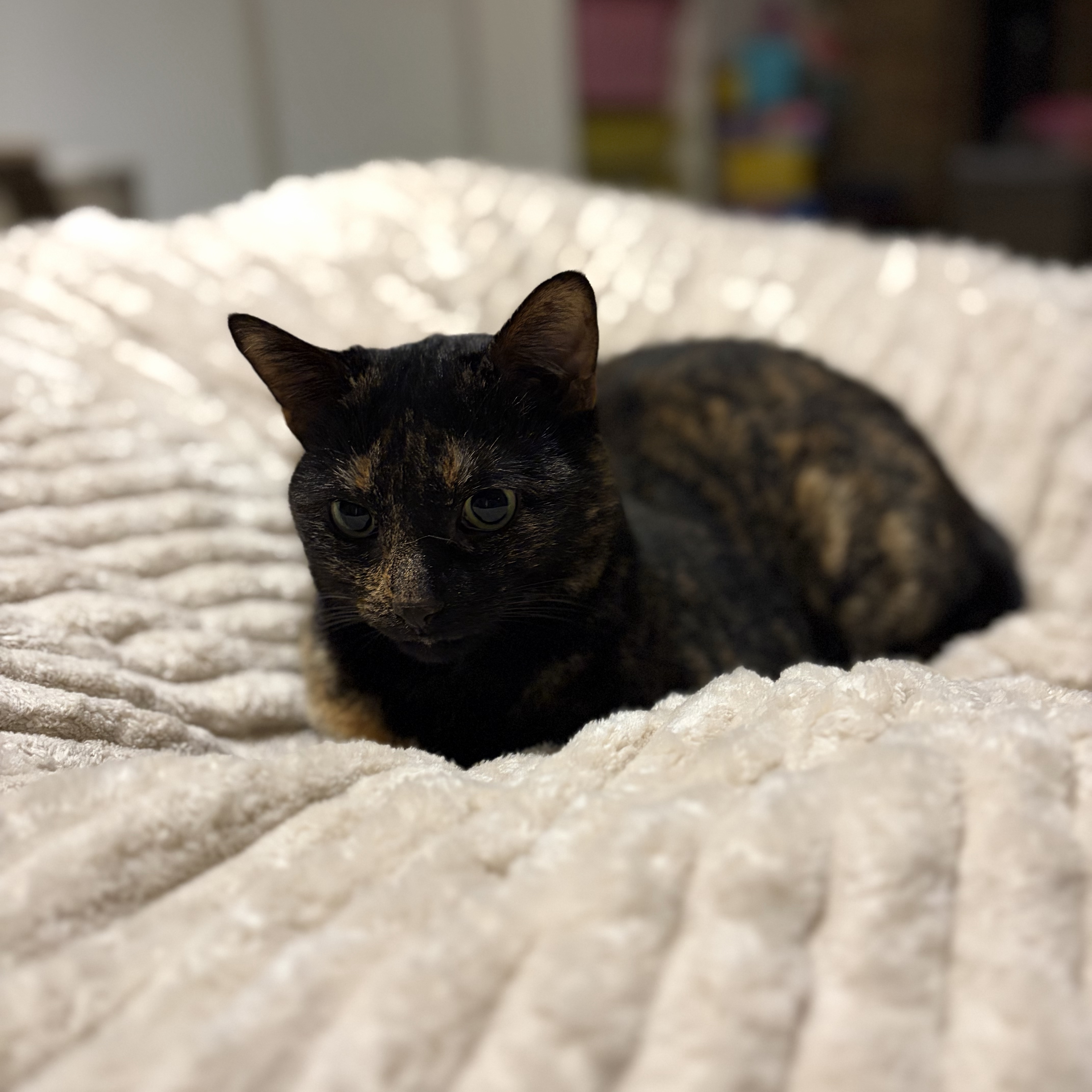 Poppy