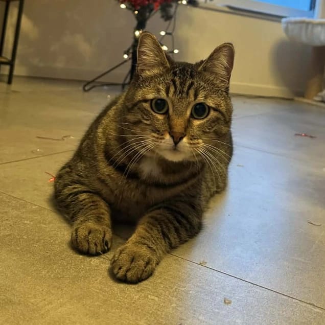 Diva