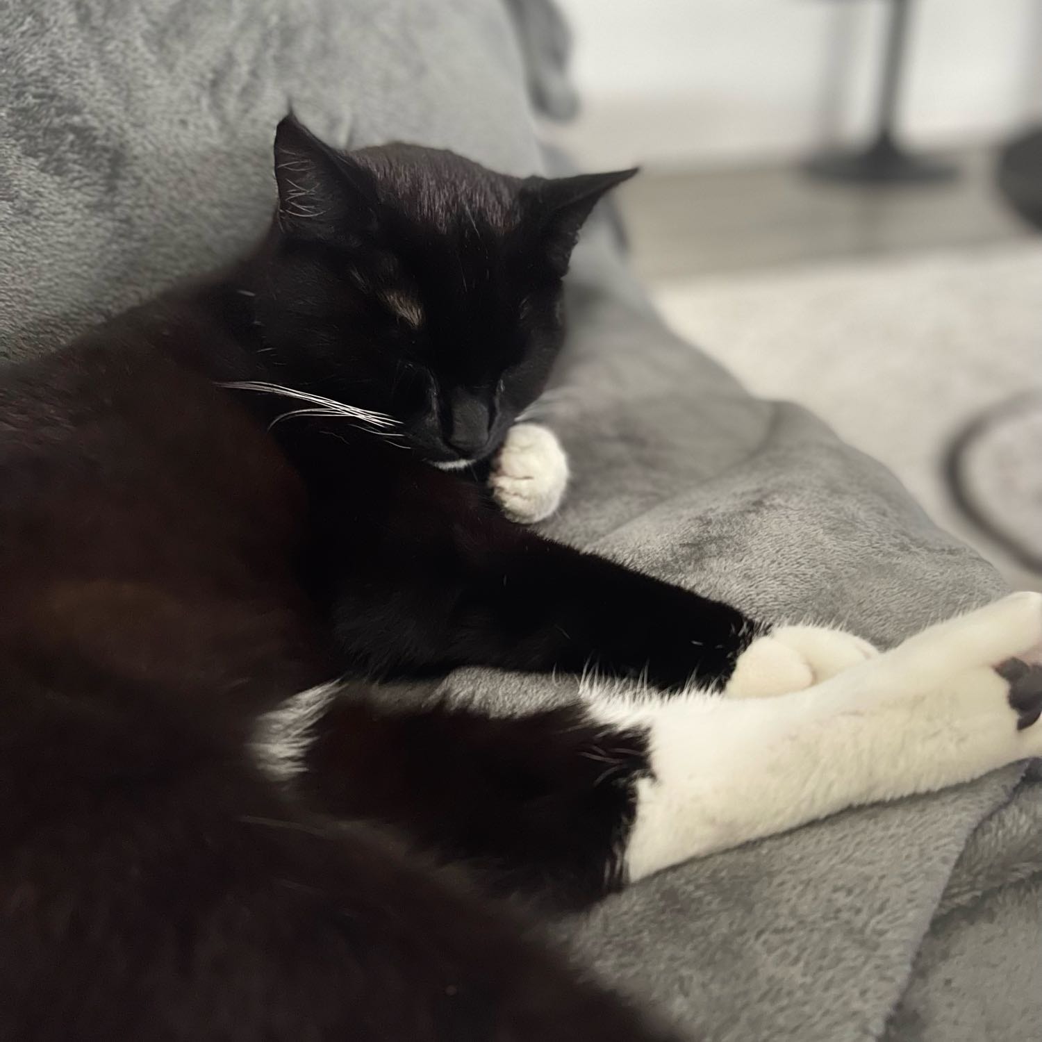Muis