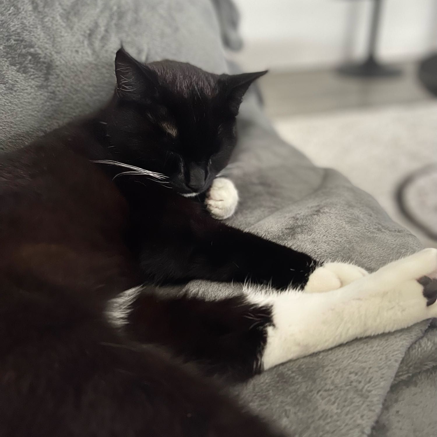 Muis