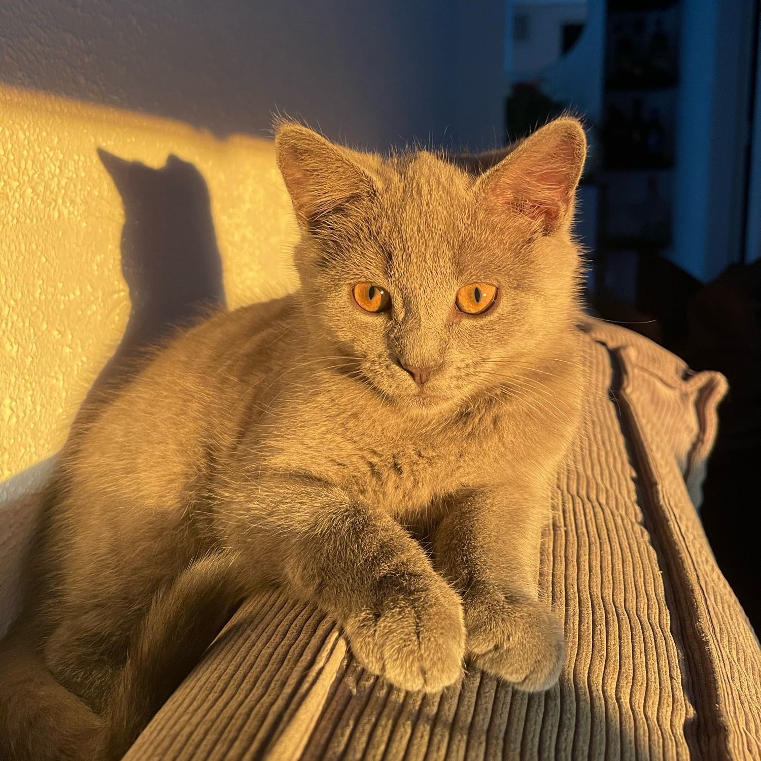 timo