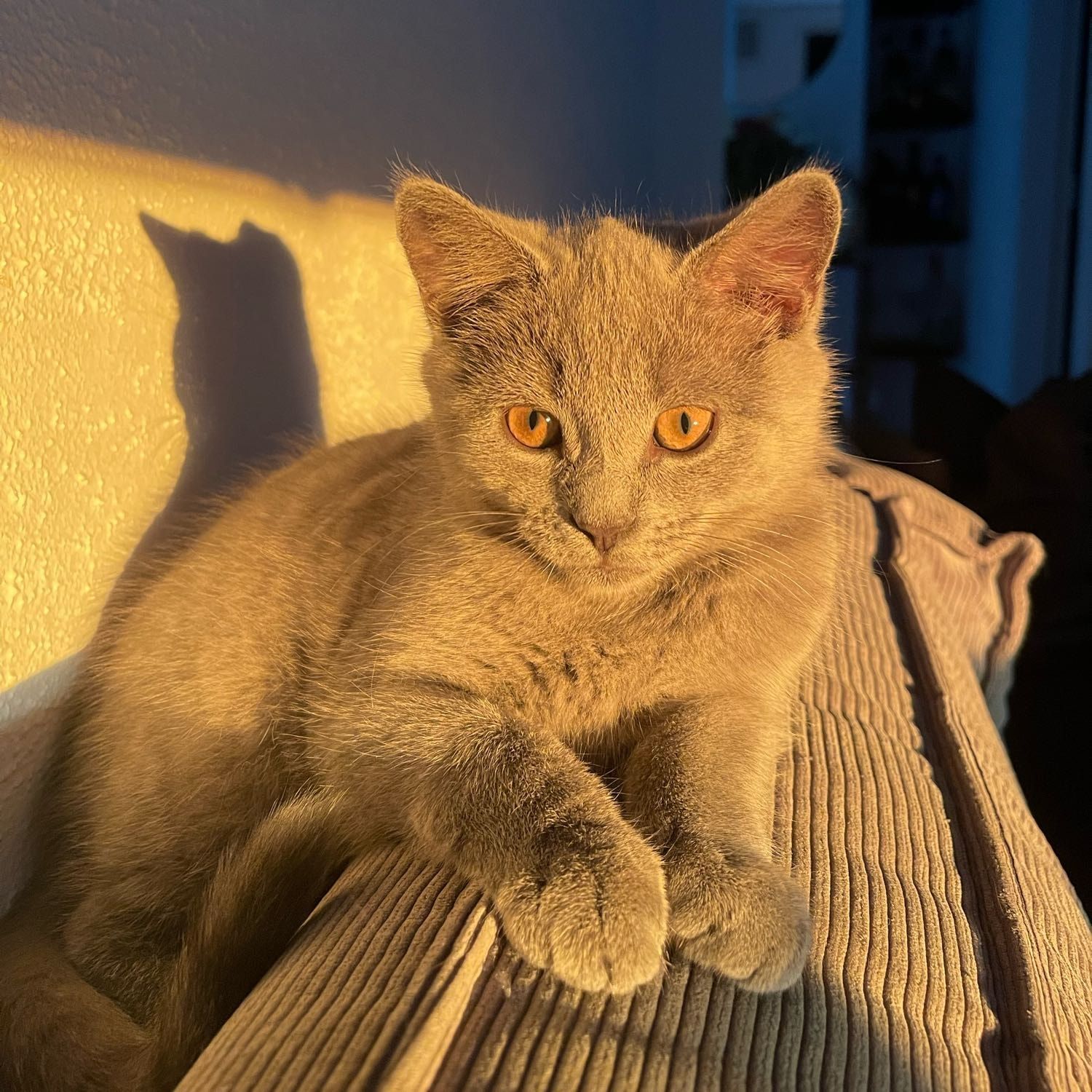 timo