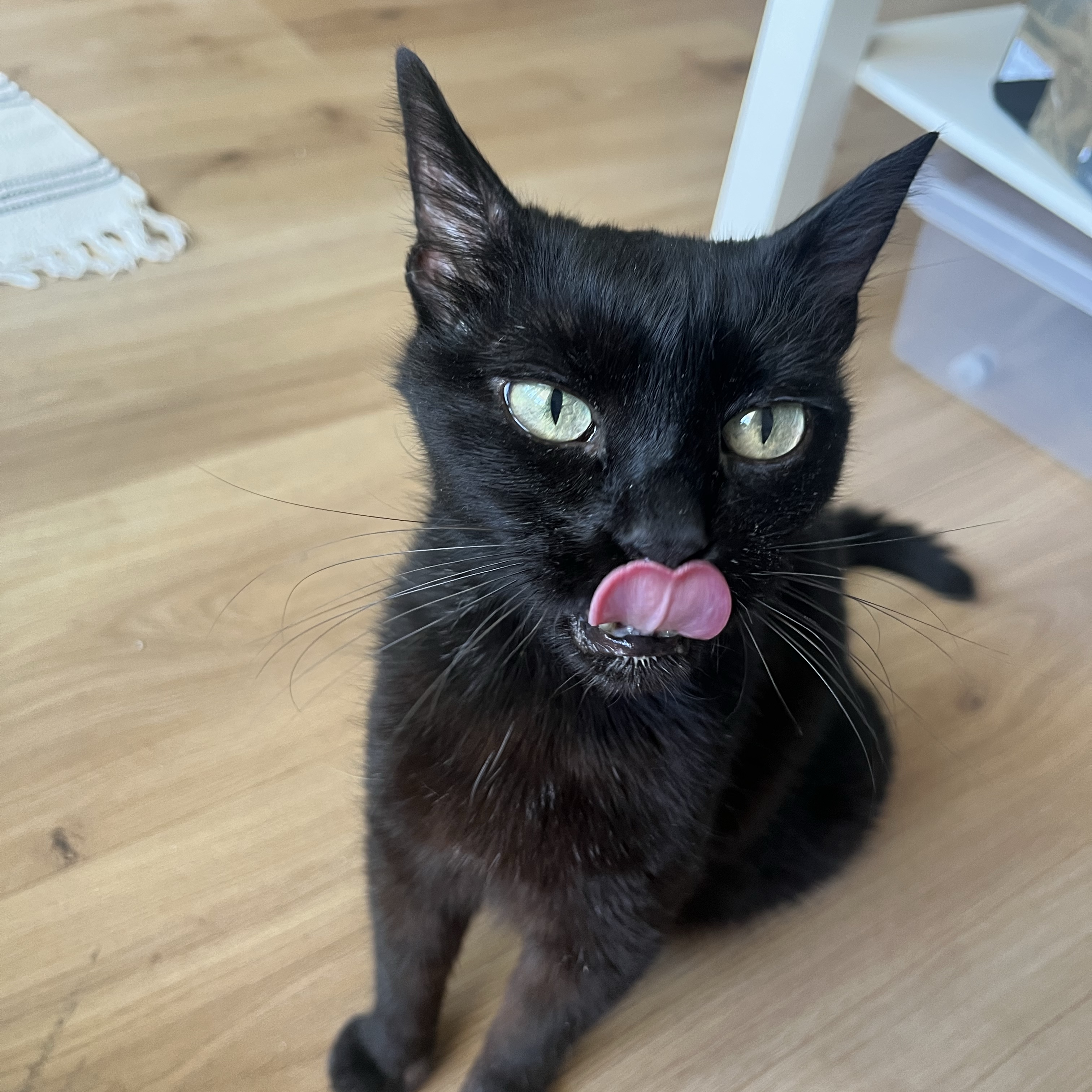 Negrita