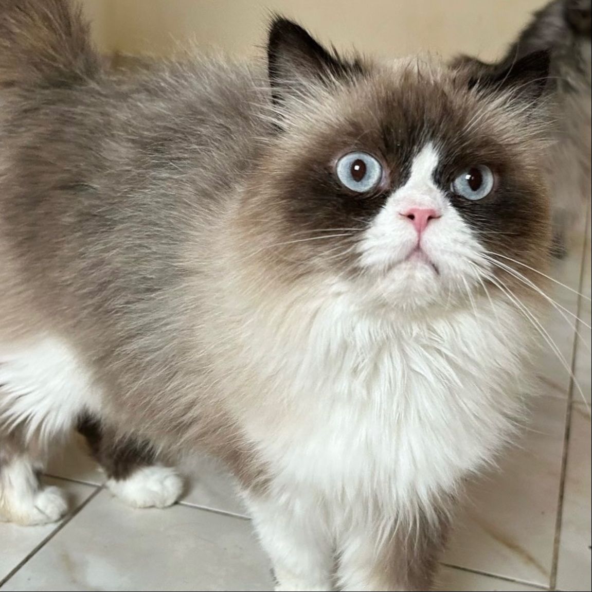 Muffy
