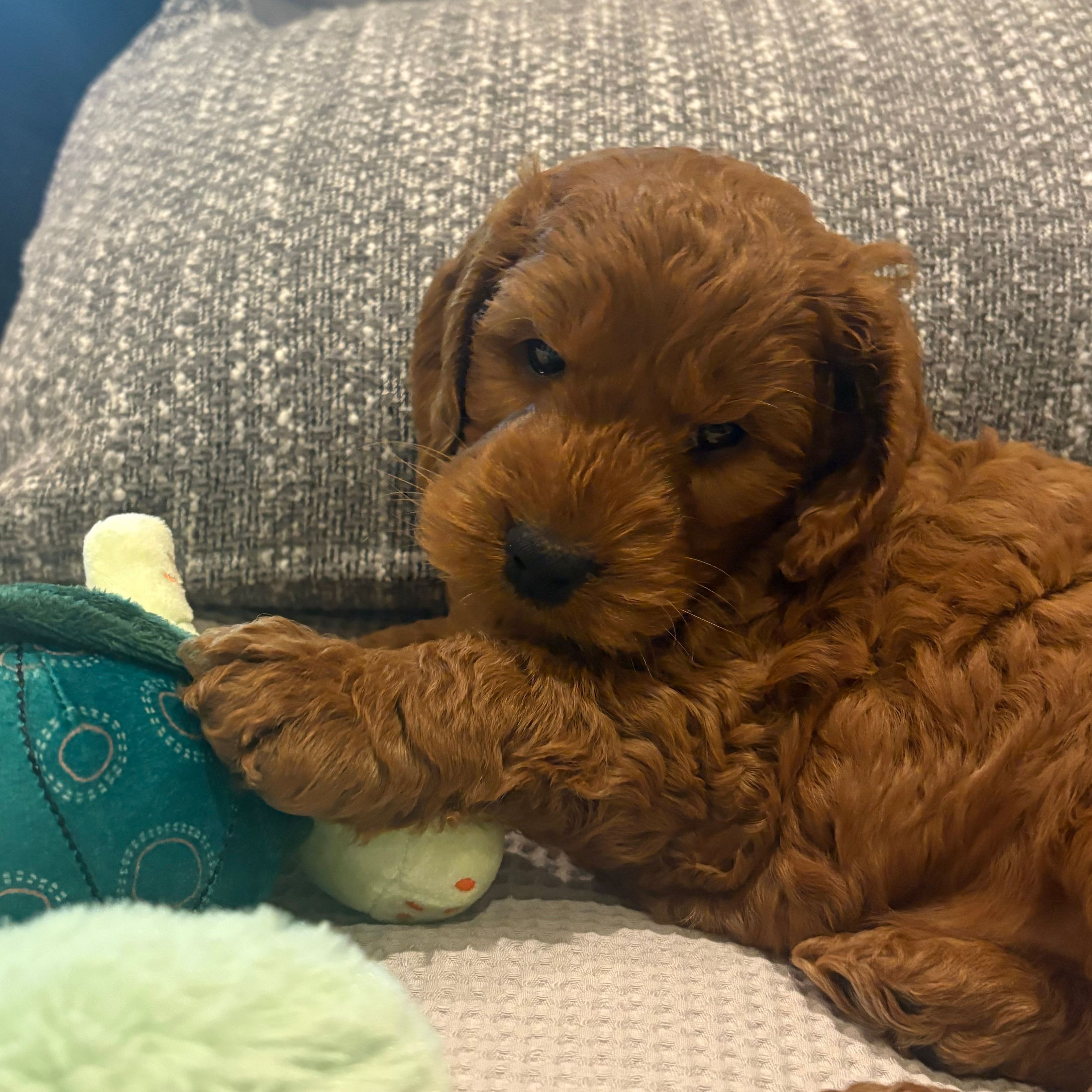 Murphy