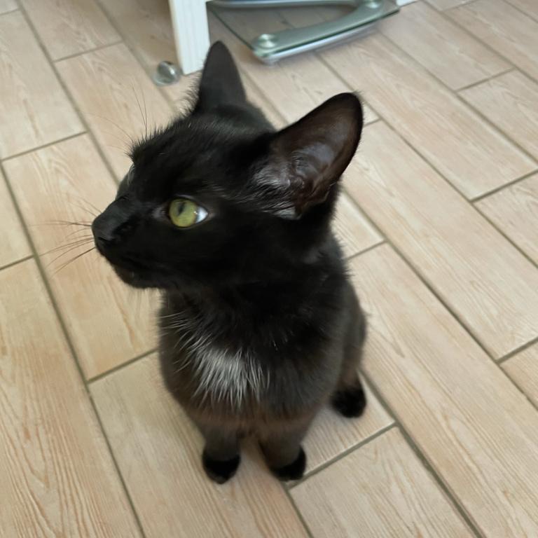 Penny