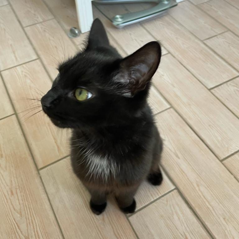Penny