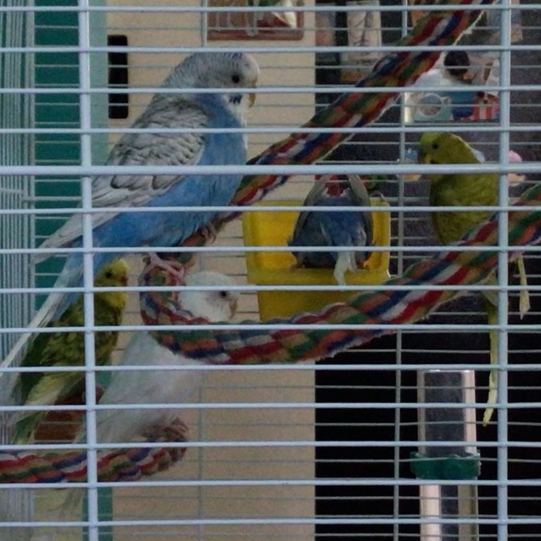 Blanche et ses bébés : Gwenaelle, Azalée, Amarick, Aurore