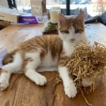 Findus