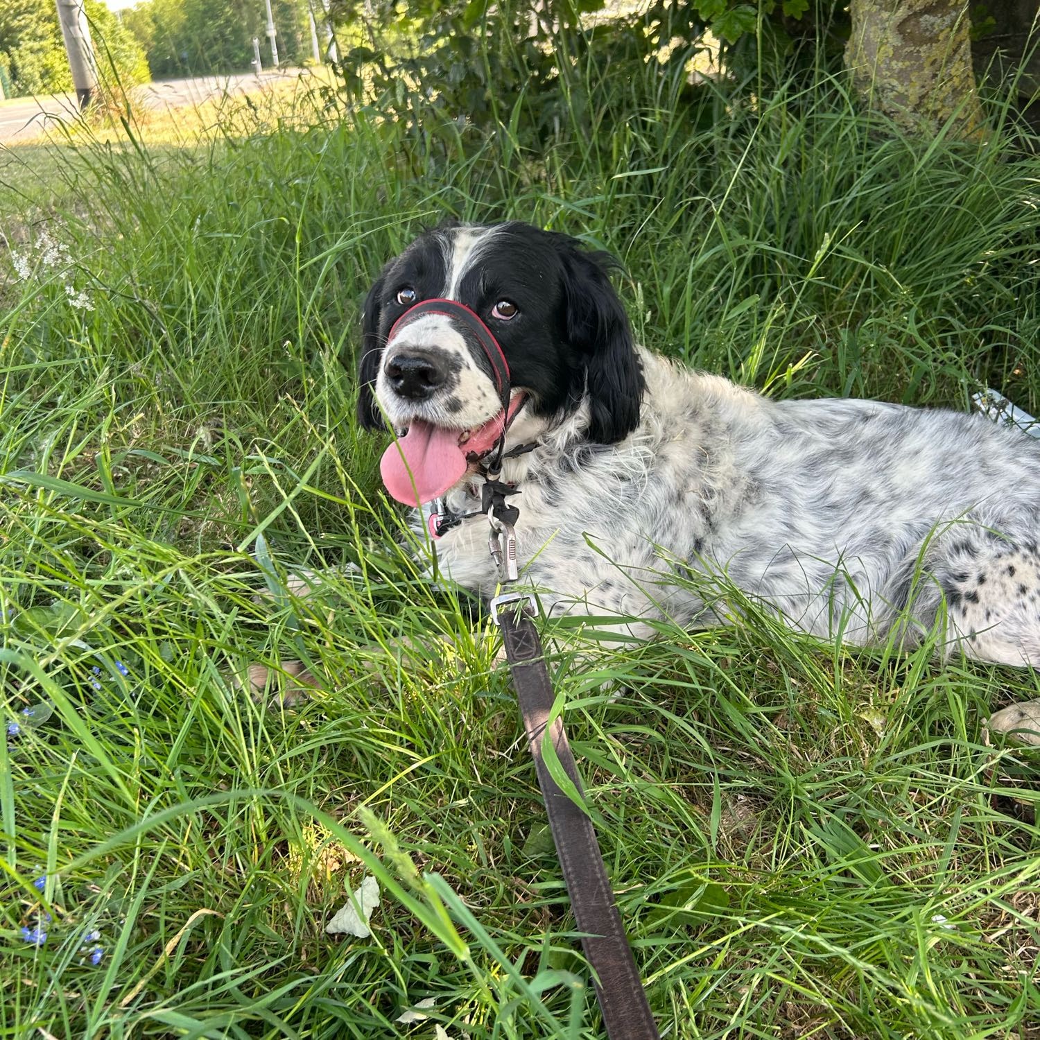 Loki