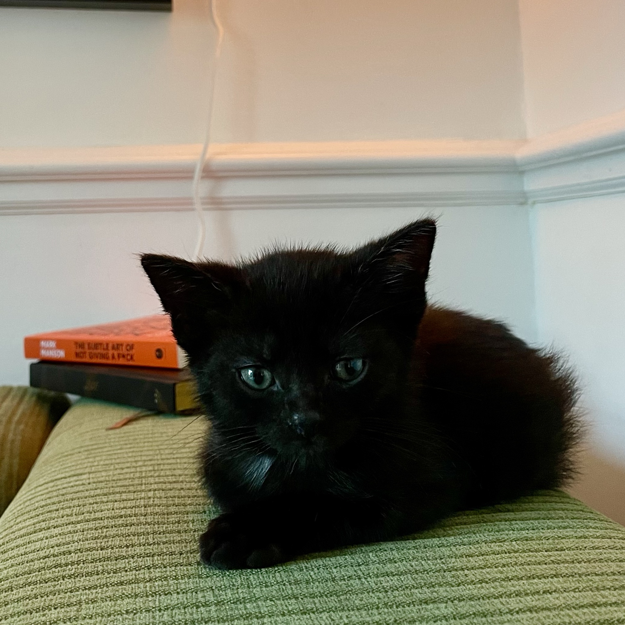 Leo