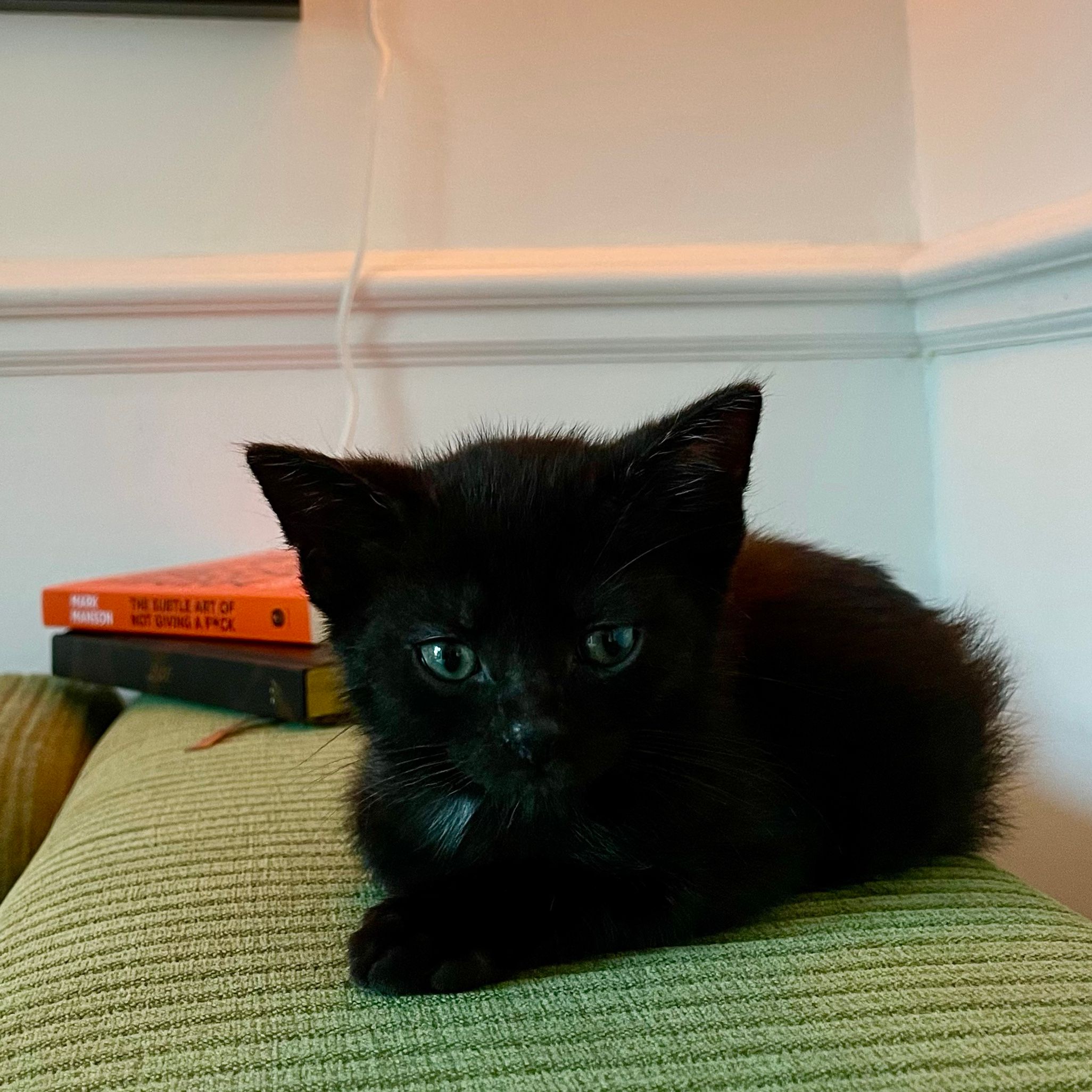 Leo