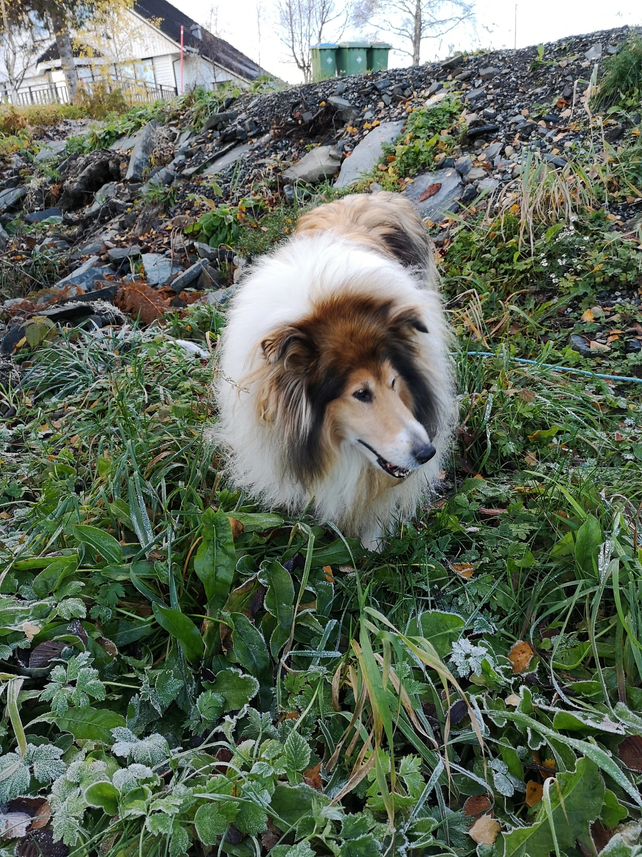 image-7