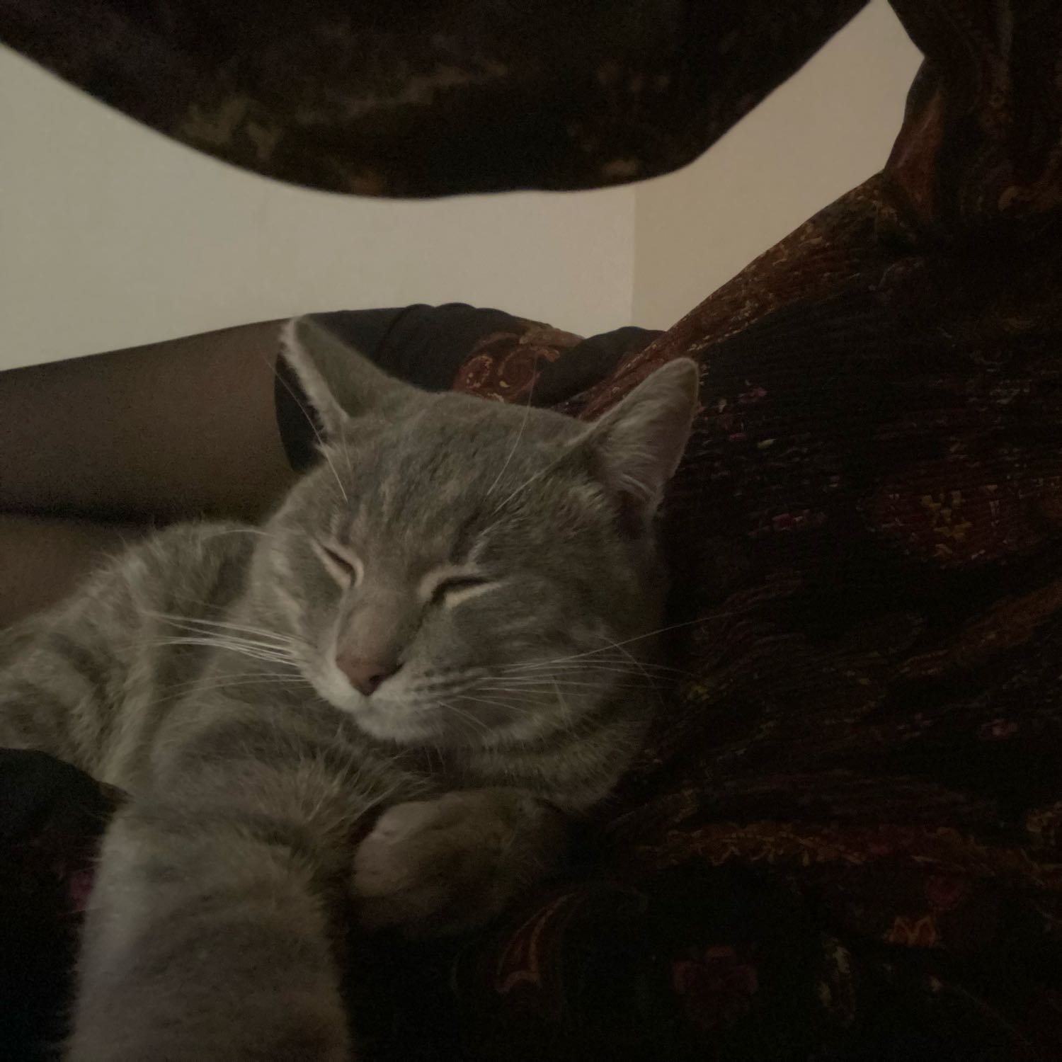 Rufi