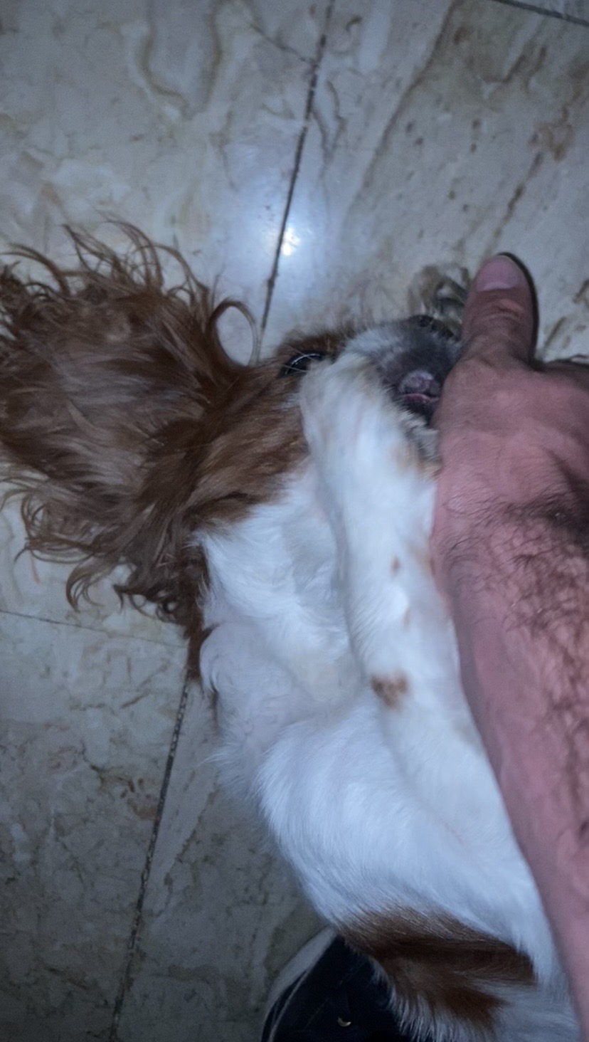 image-12