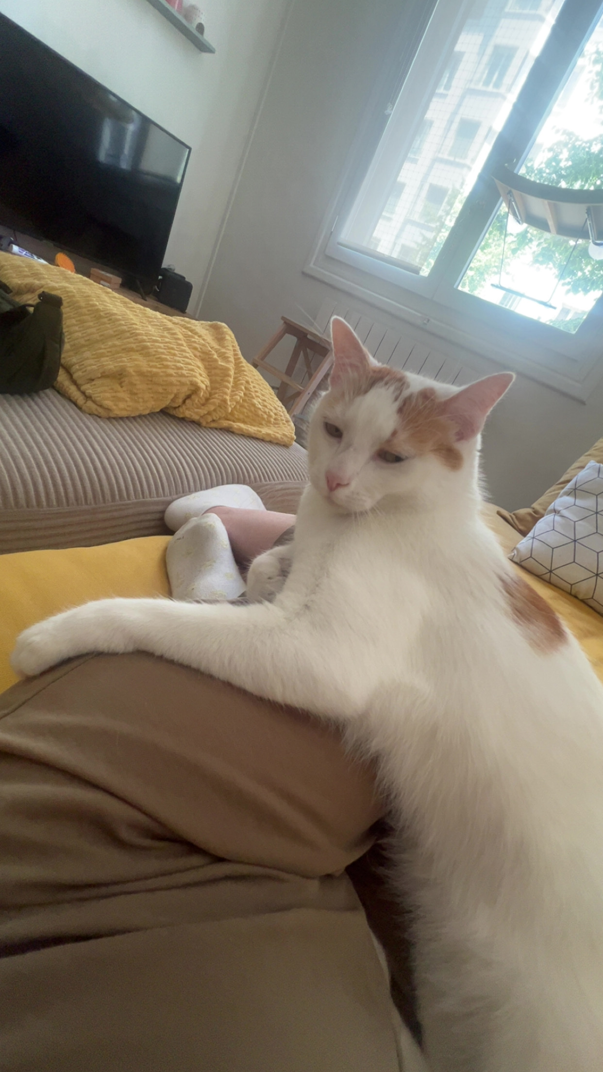 image-7