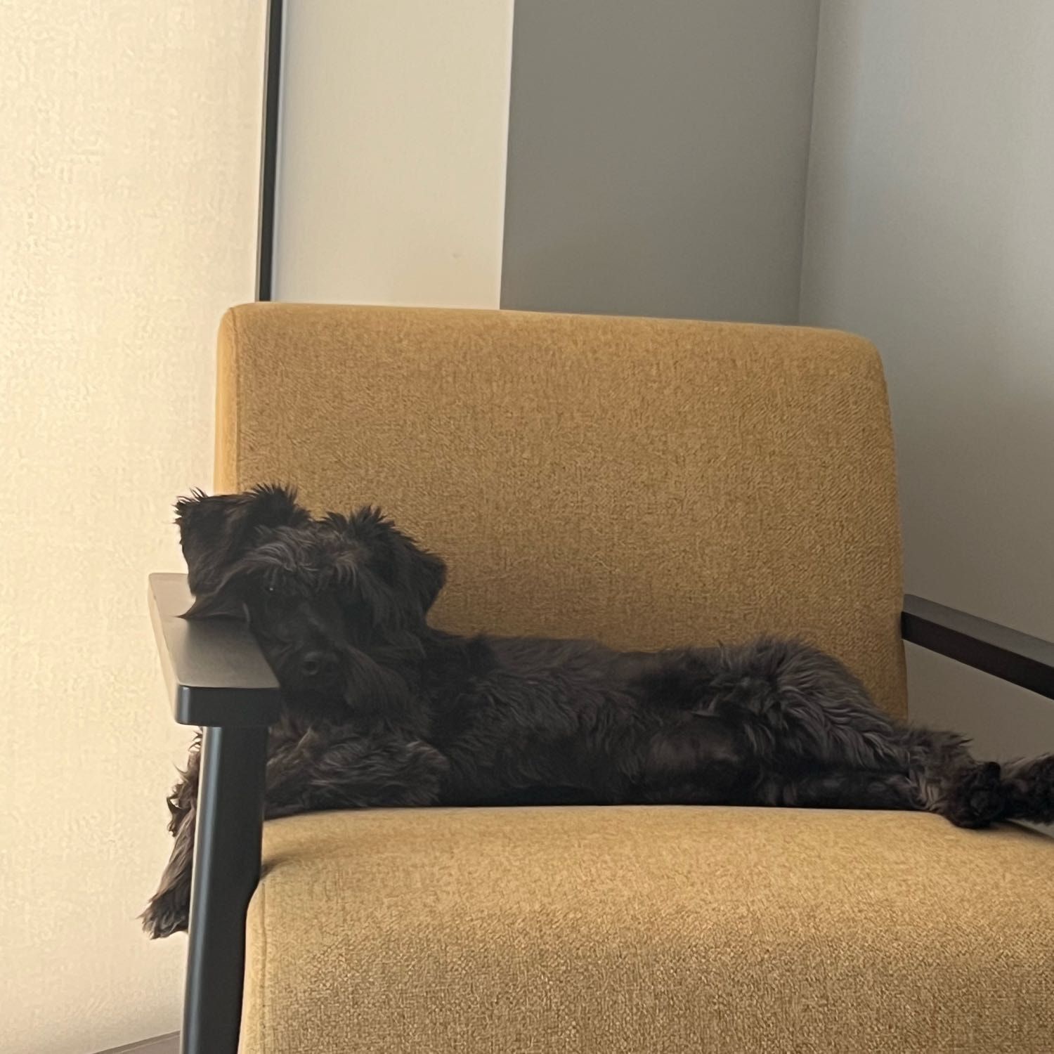 Archie