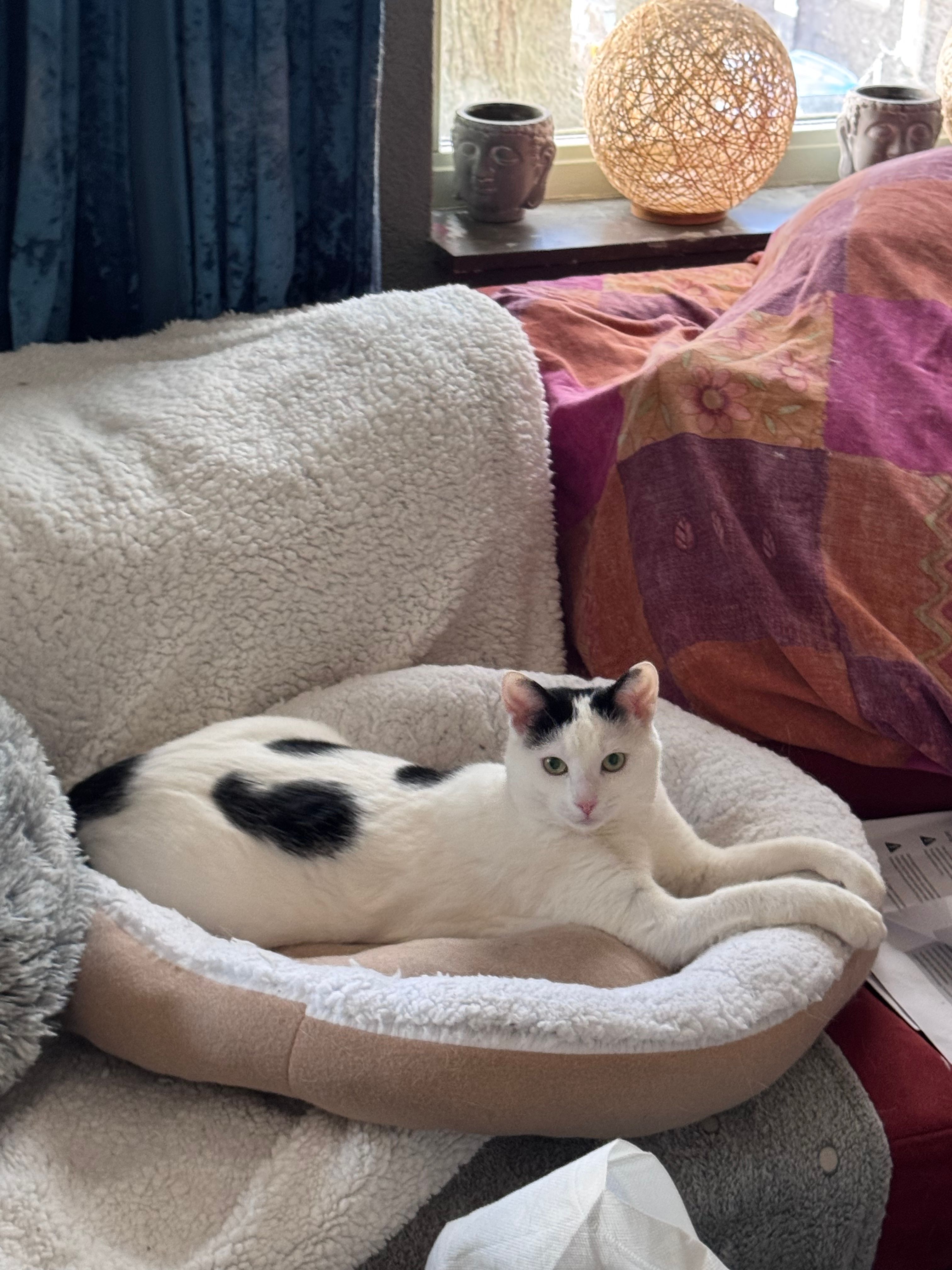 image-12