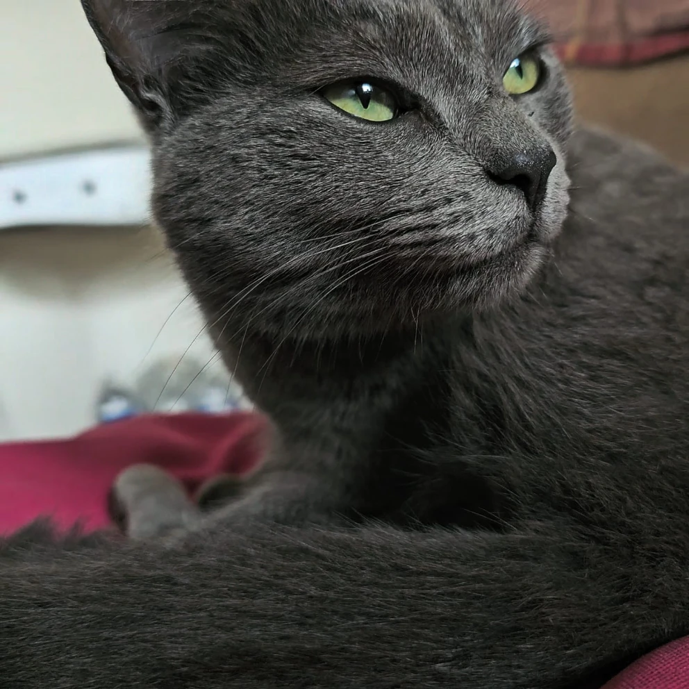 Titi 