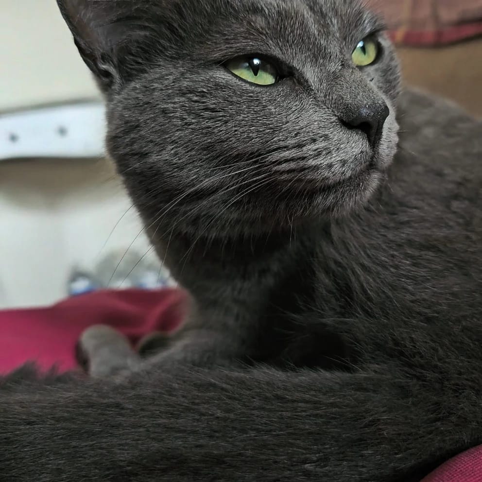 Titi