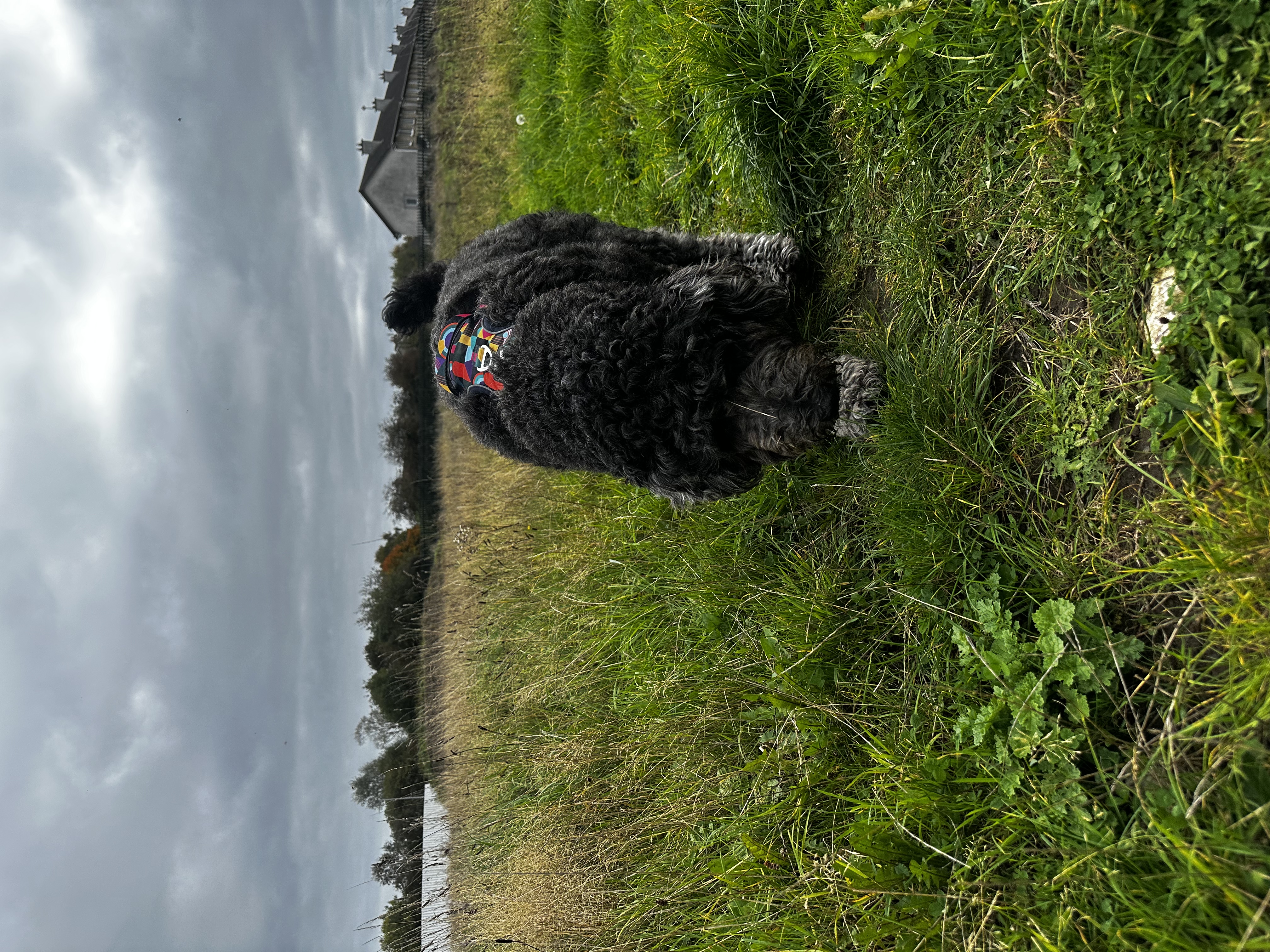 image-8