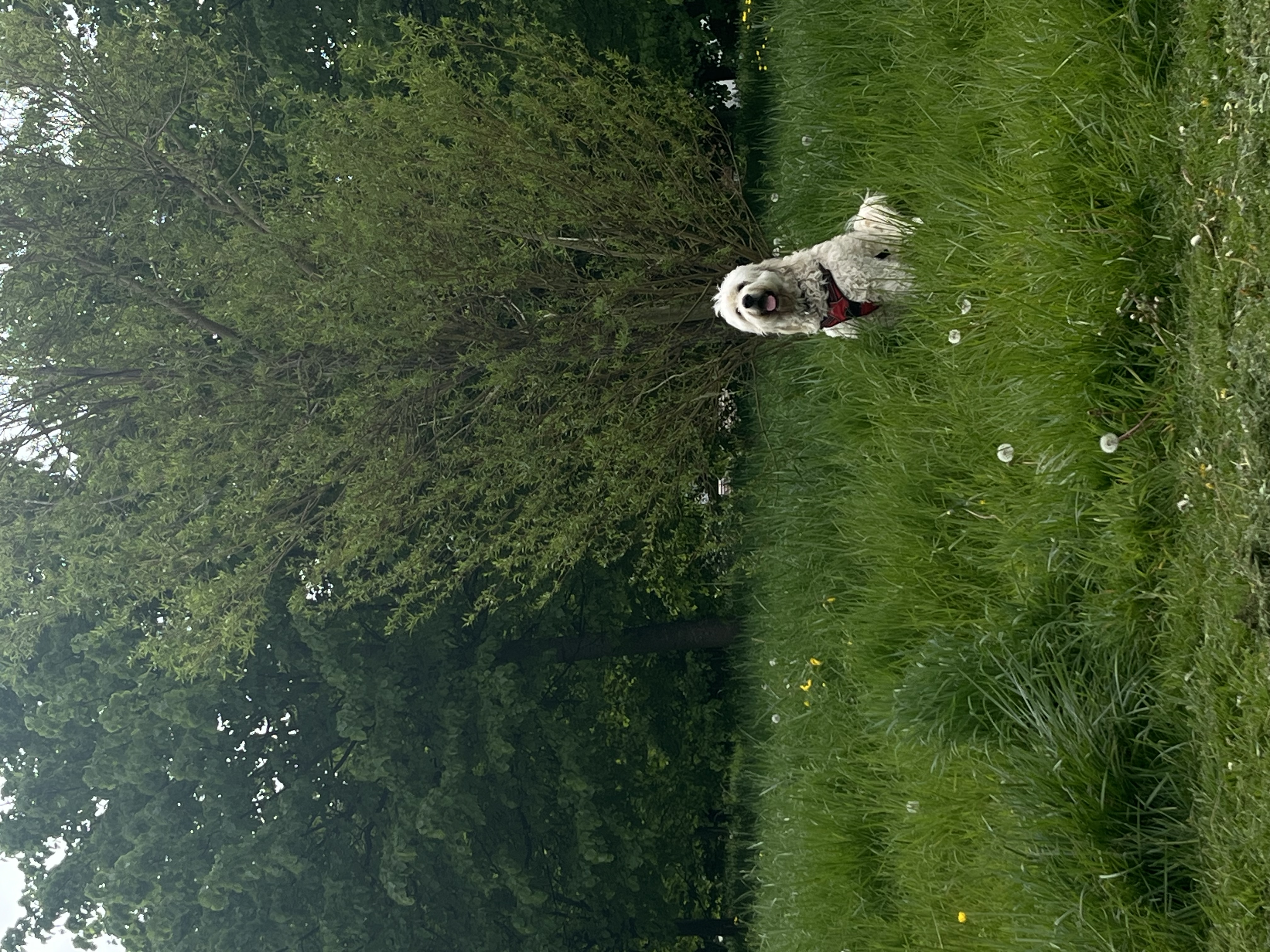 image-5