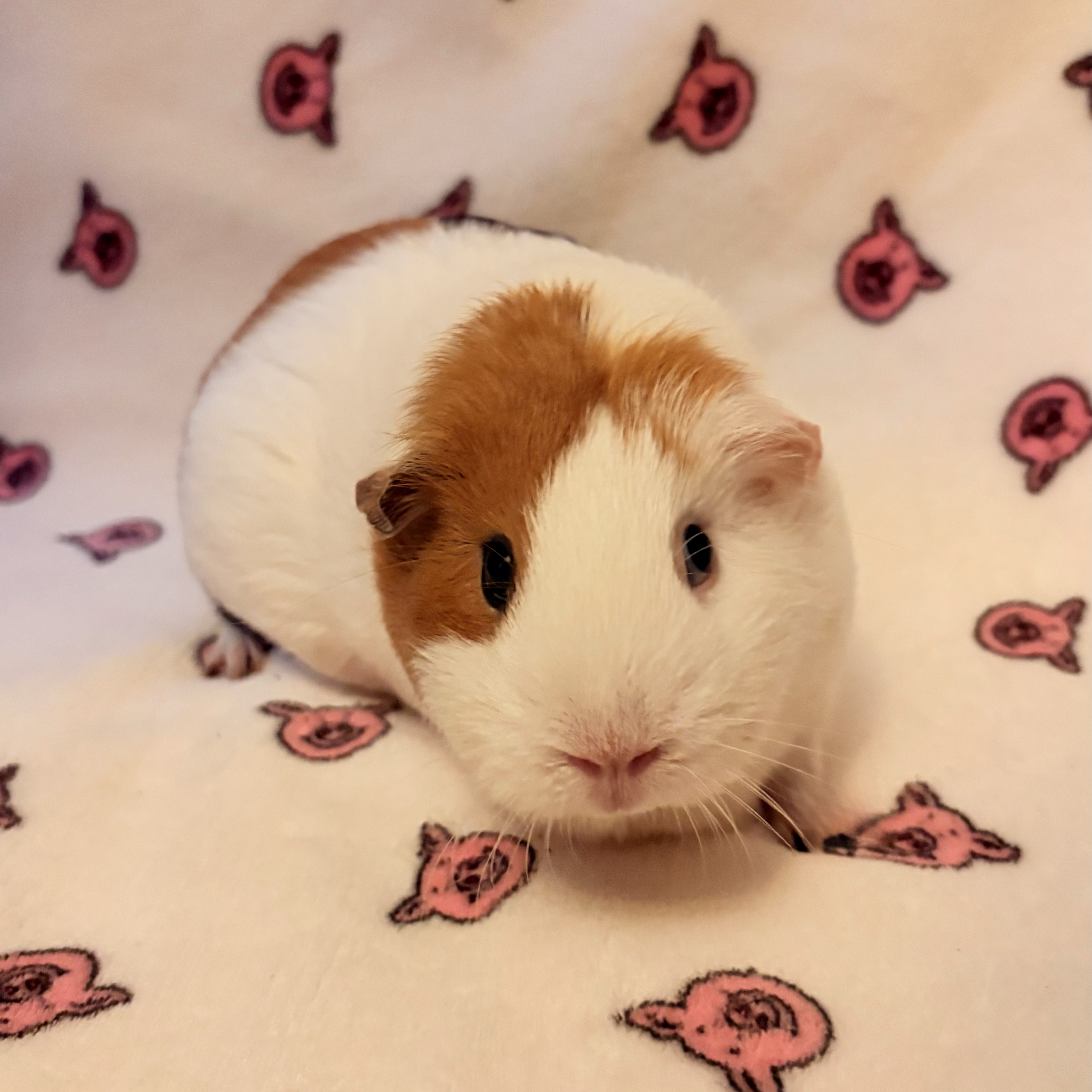 Tiny