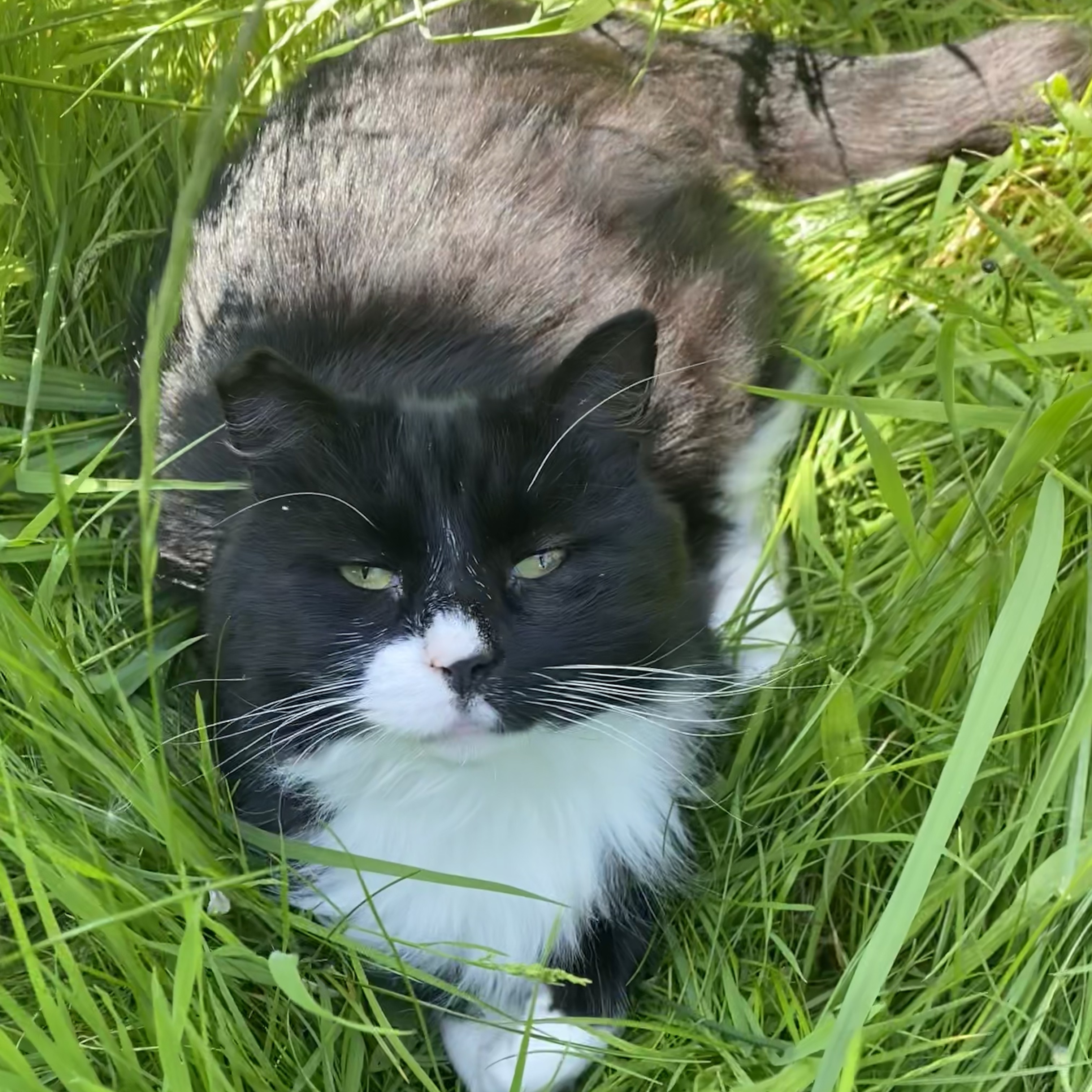Milo