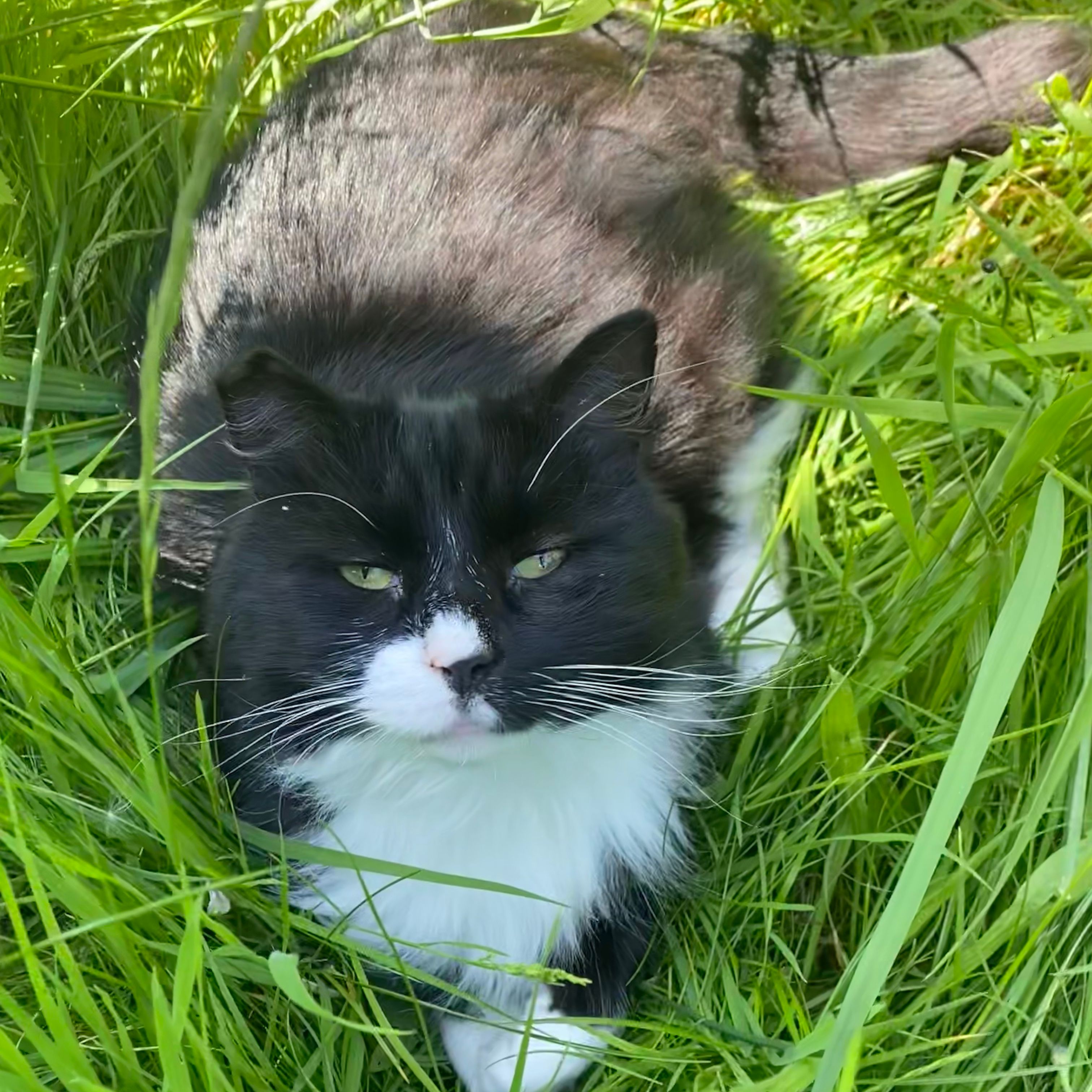 Milo