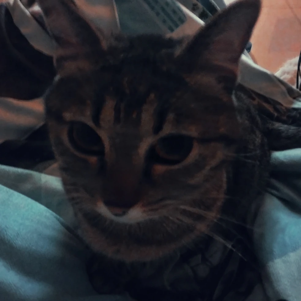 Gigi