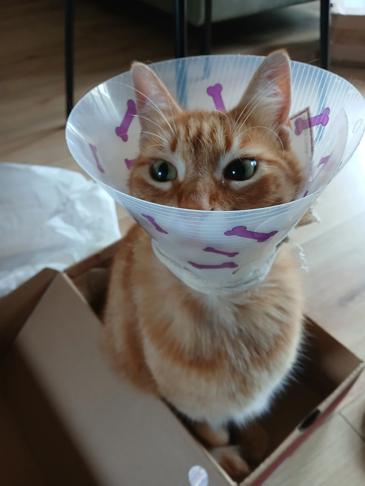 image-7