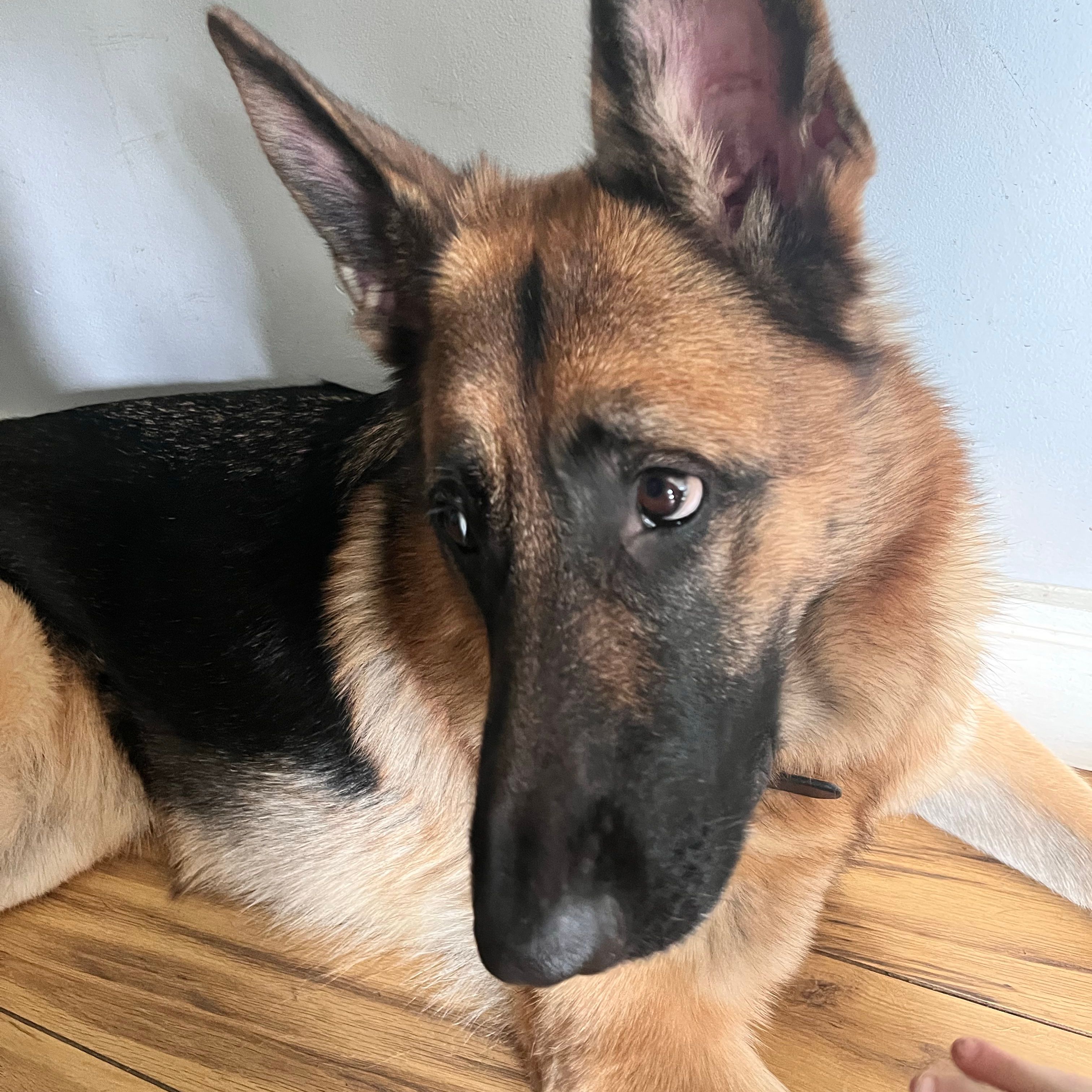 Vera