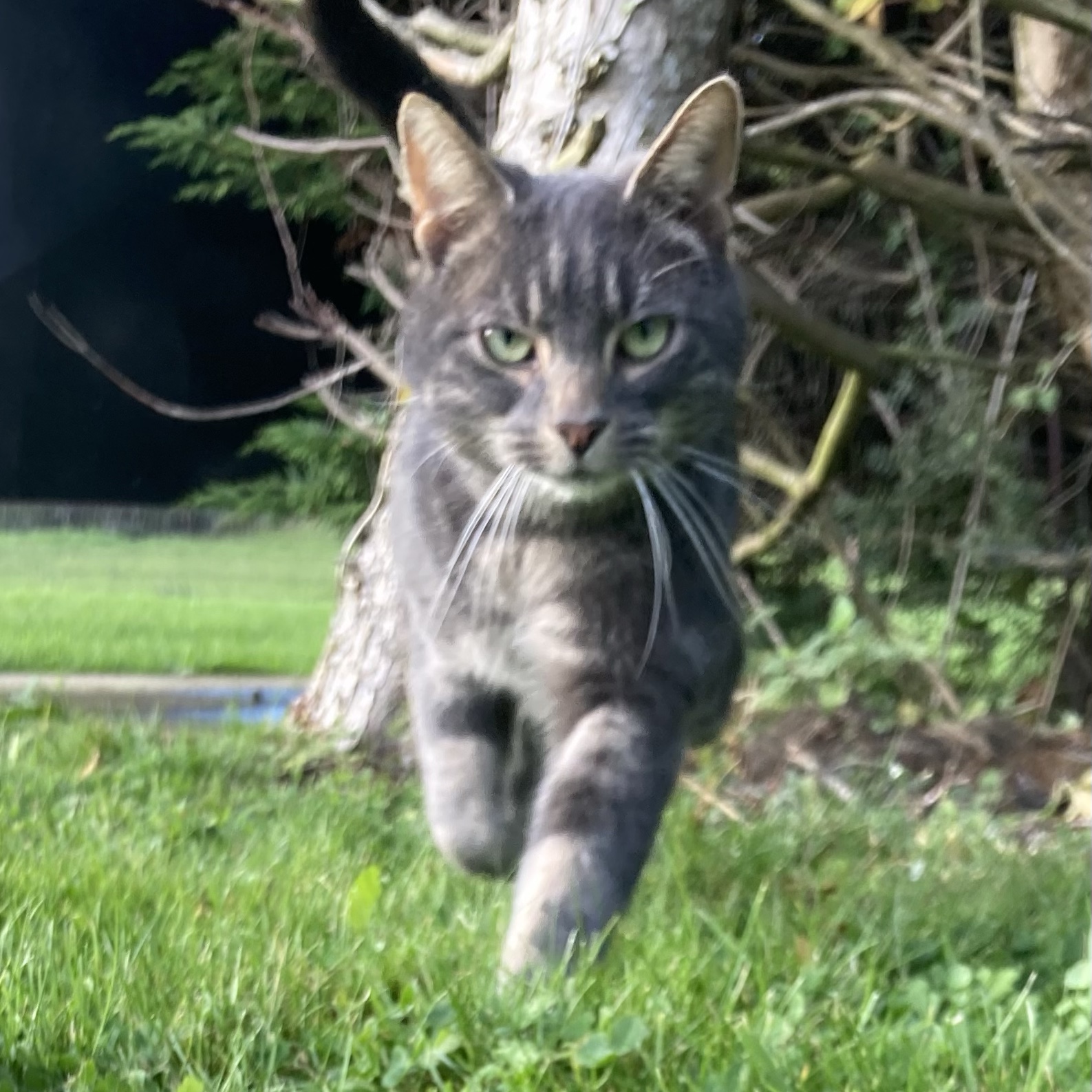 luna
