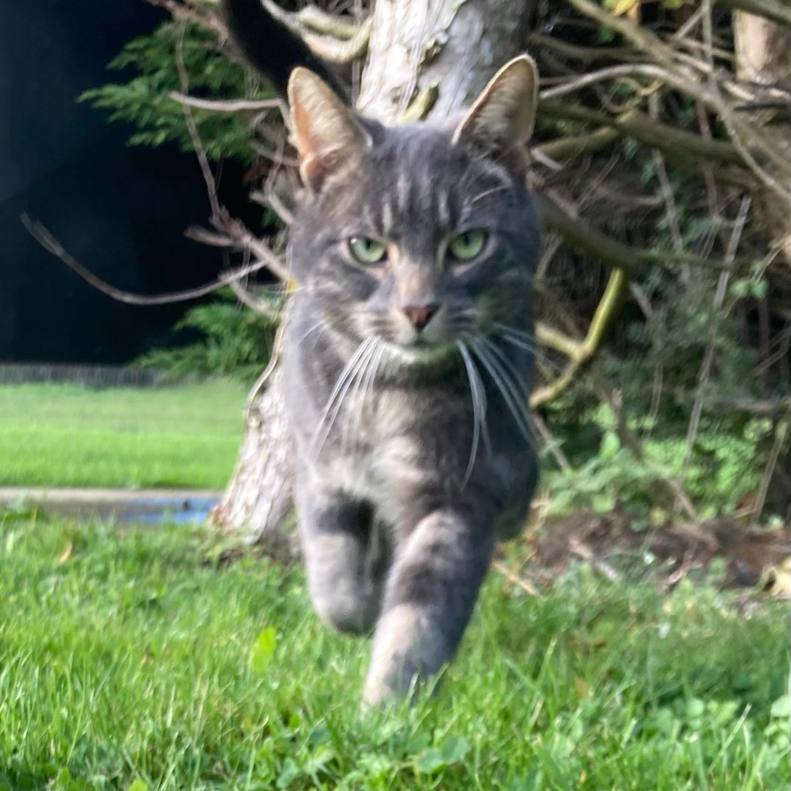 luna