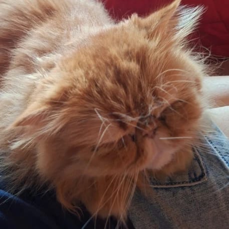 Milo