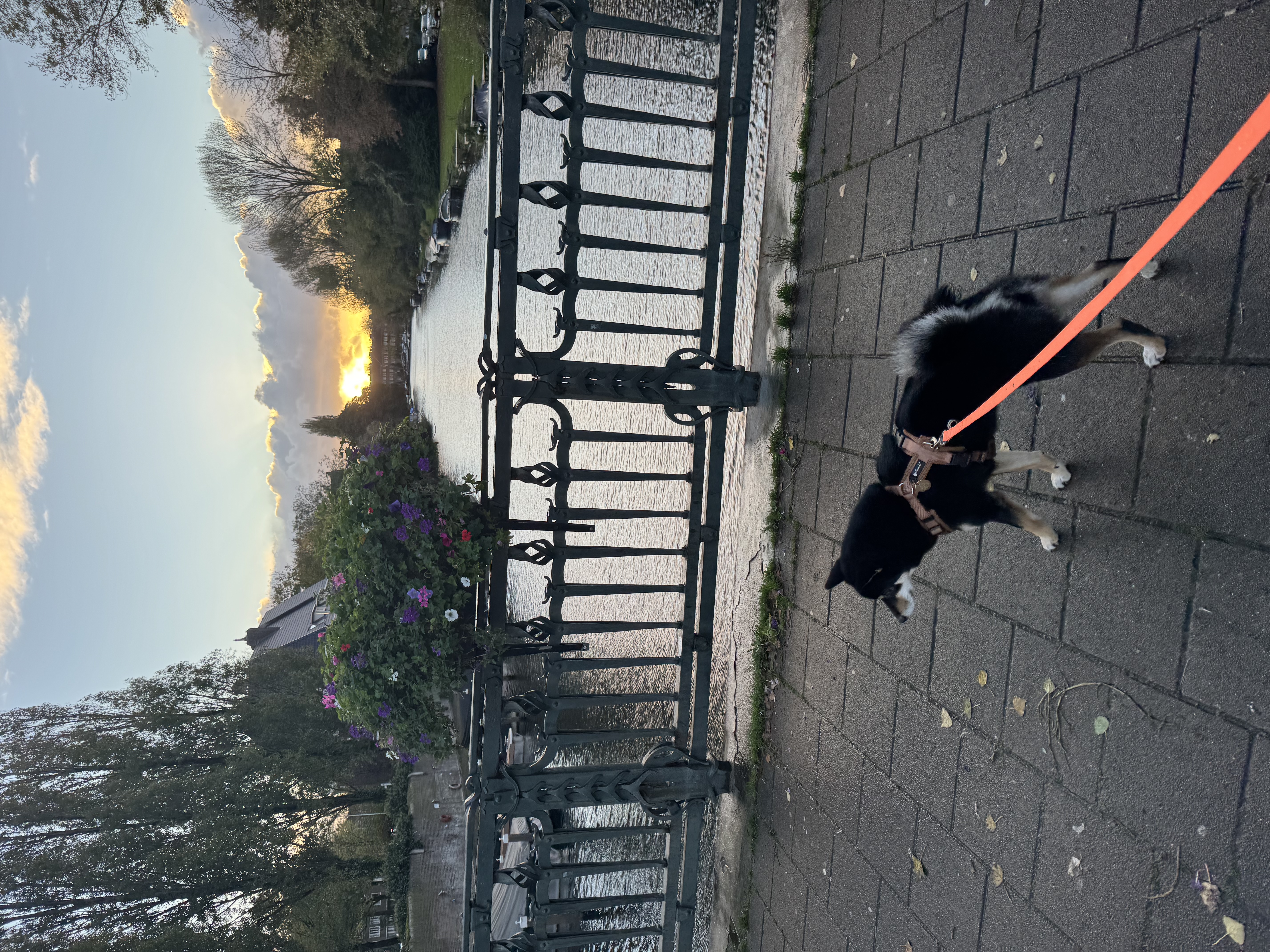 image-7