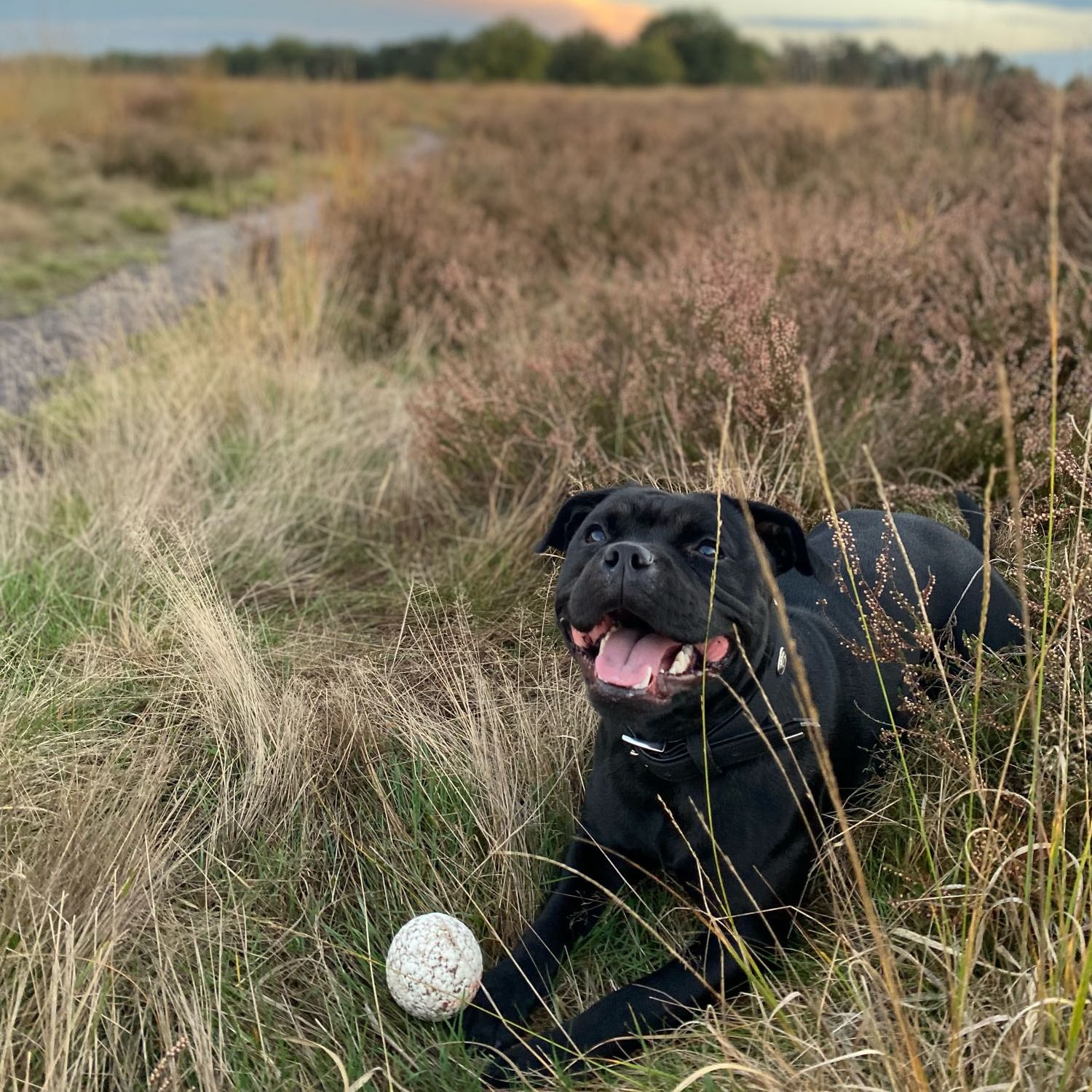 Ultima Familly Bulle z Buzzy