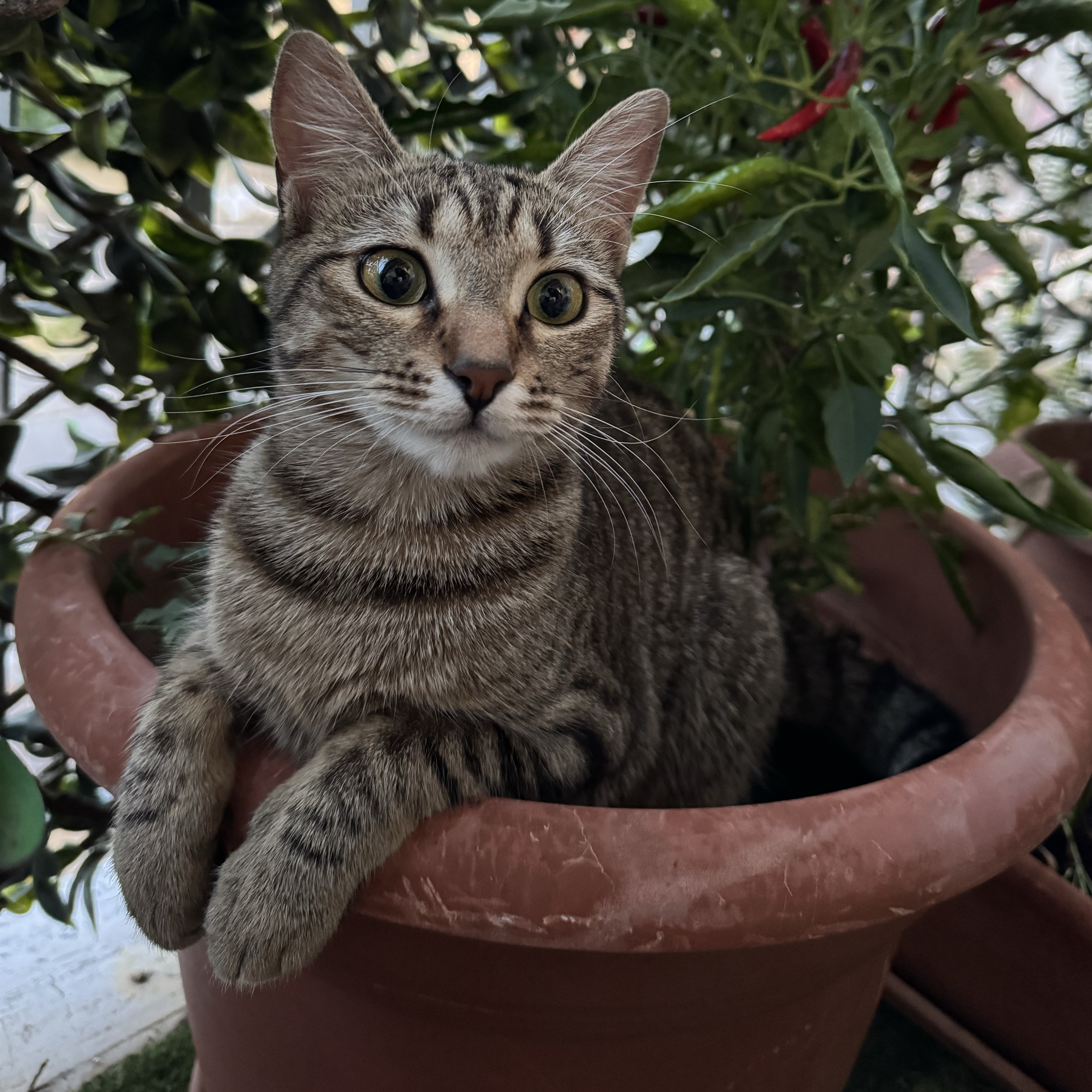 Vitina 