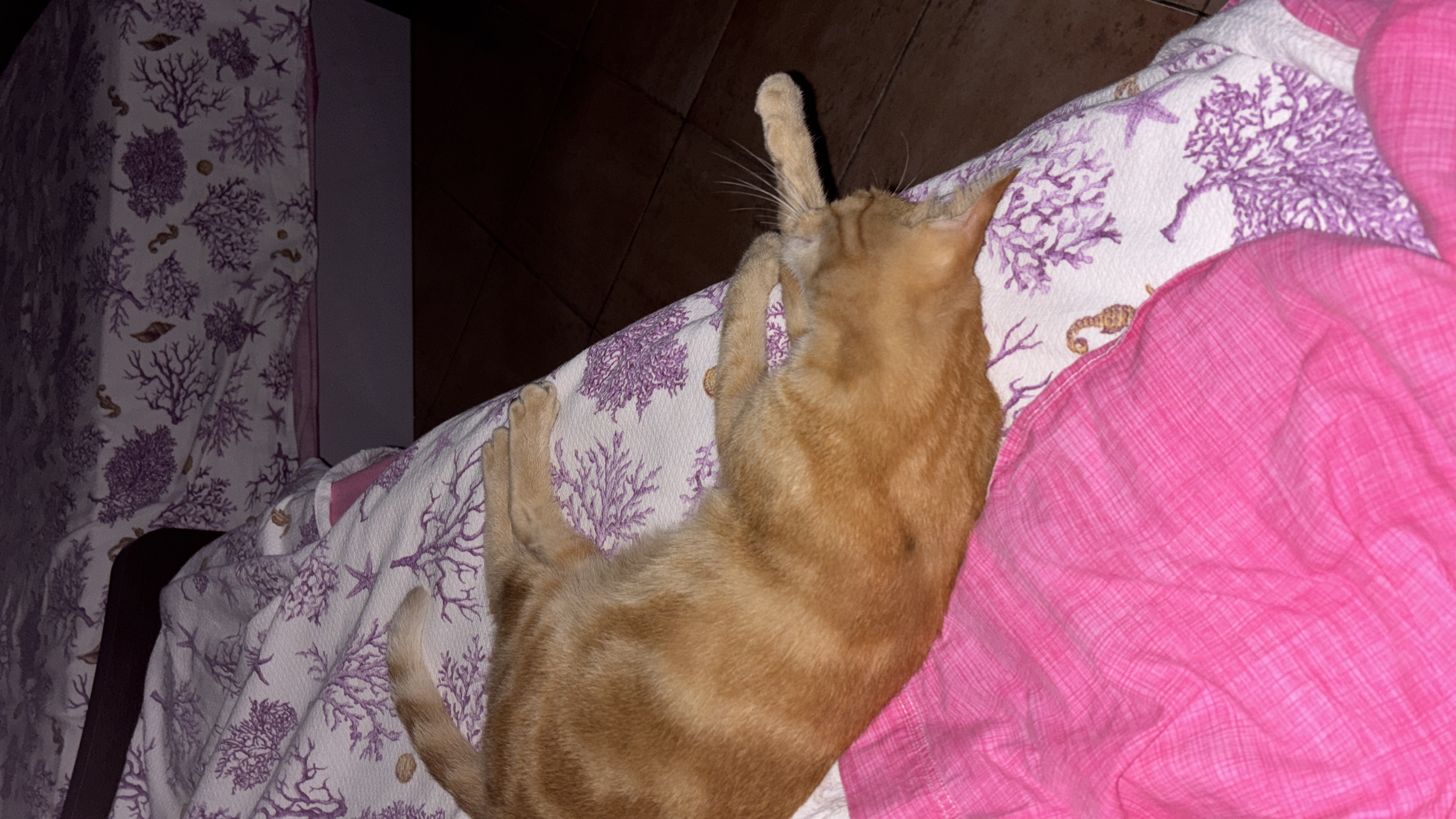 image-7