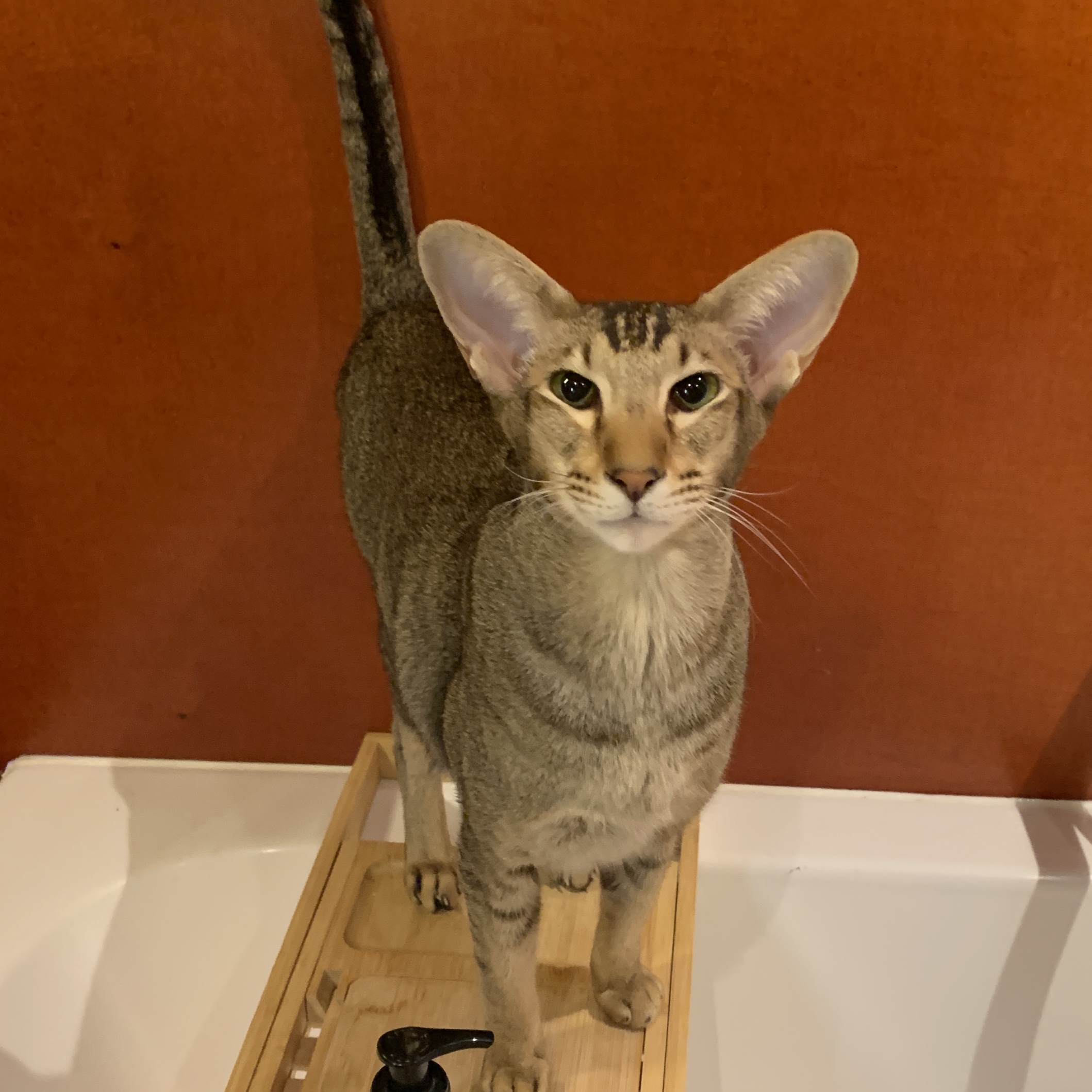 simba