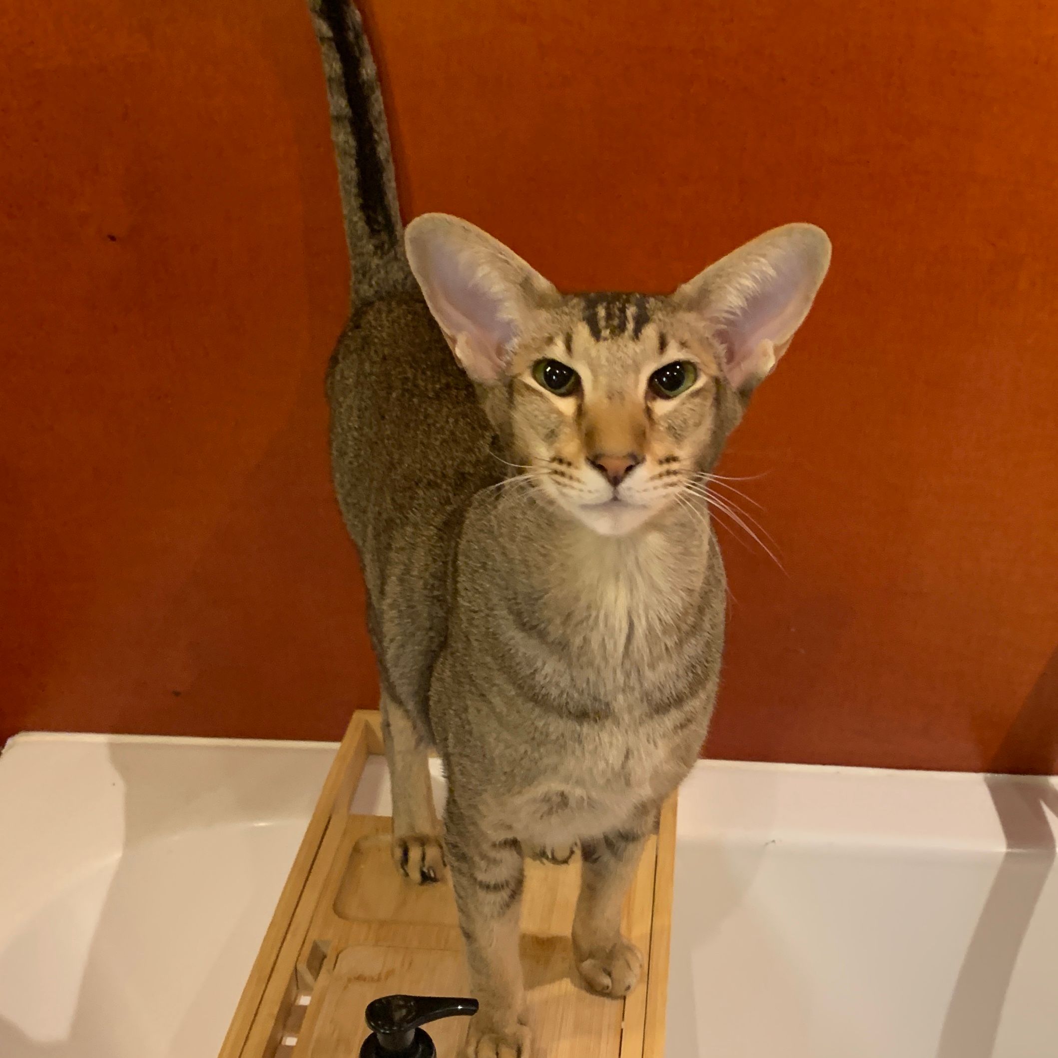 simba